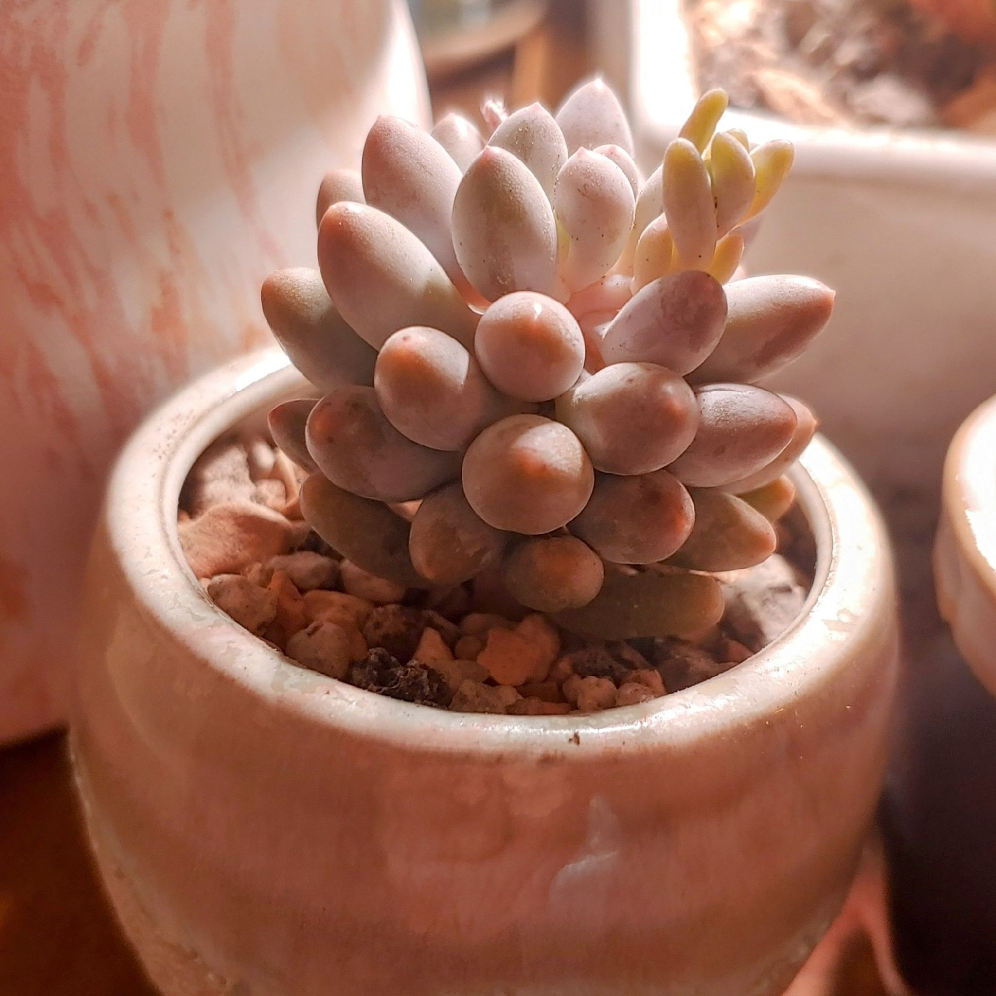 Pachyphytum Baby Finger succulent in a small pot with visible soil, appears healthy.