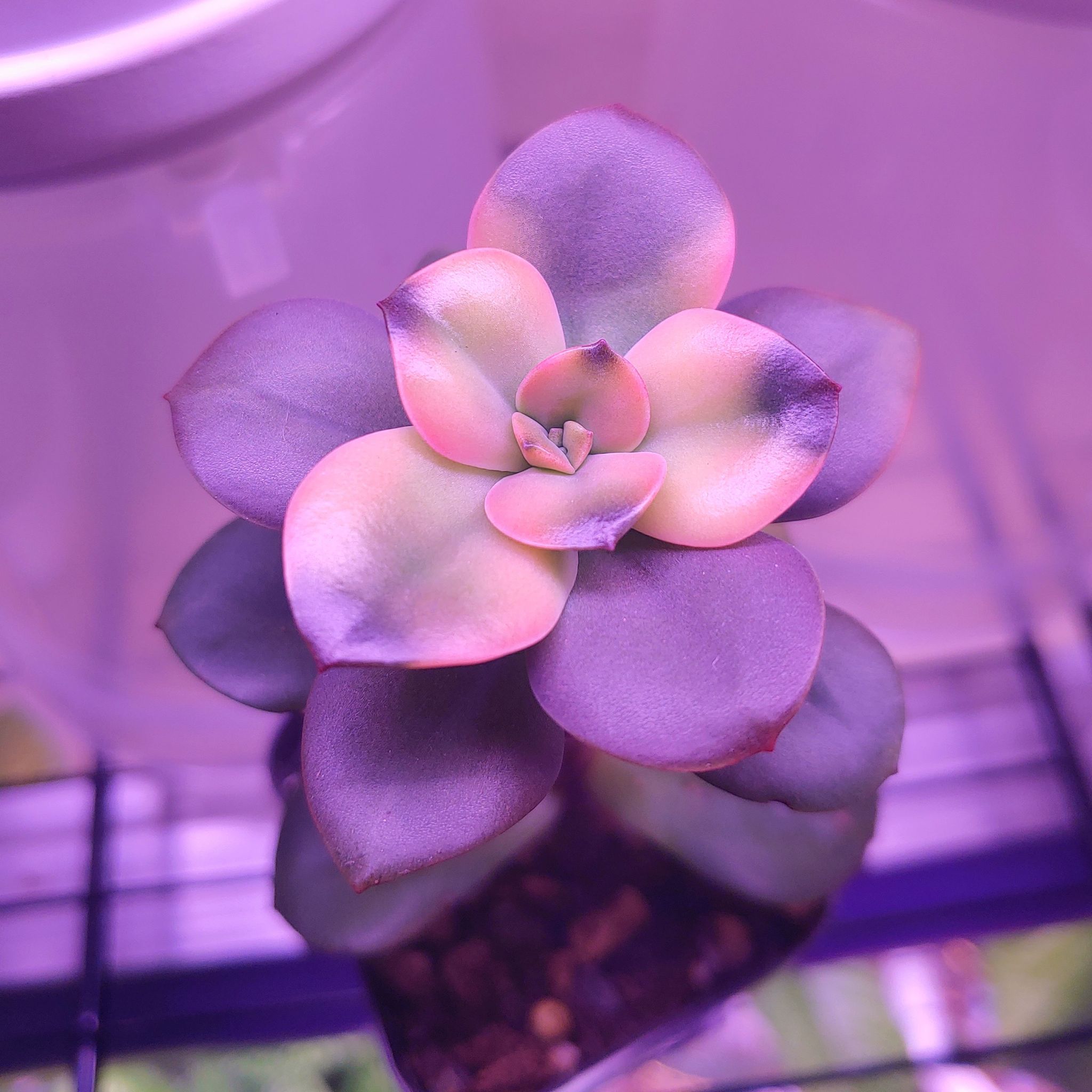 Echeveria 'Chroma' succulent with colorful leaves in a rosette pattern under purple lighting.