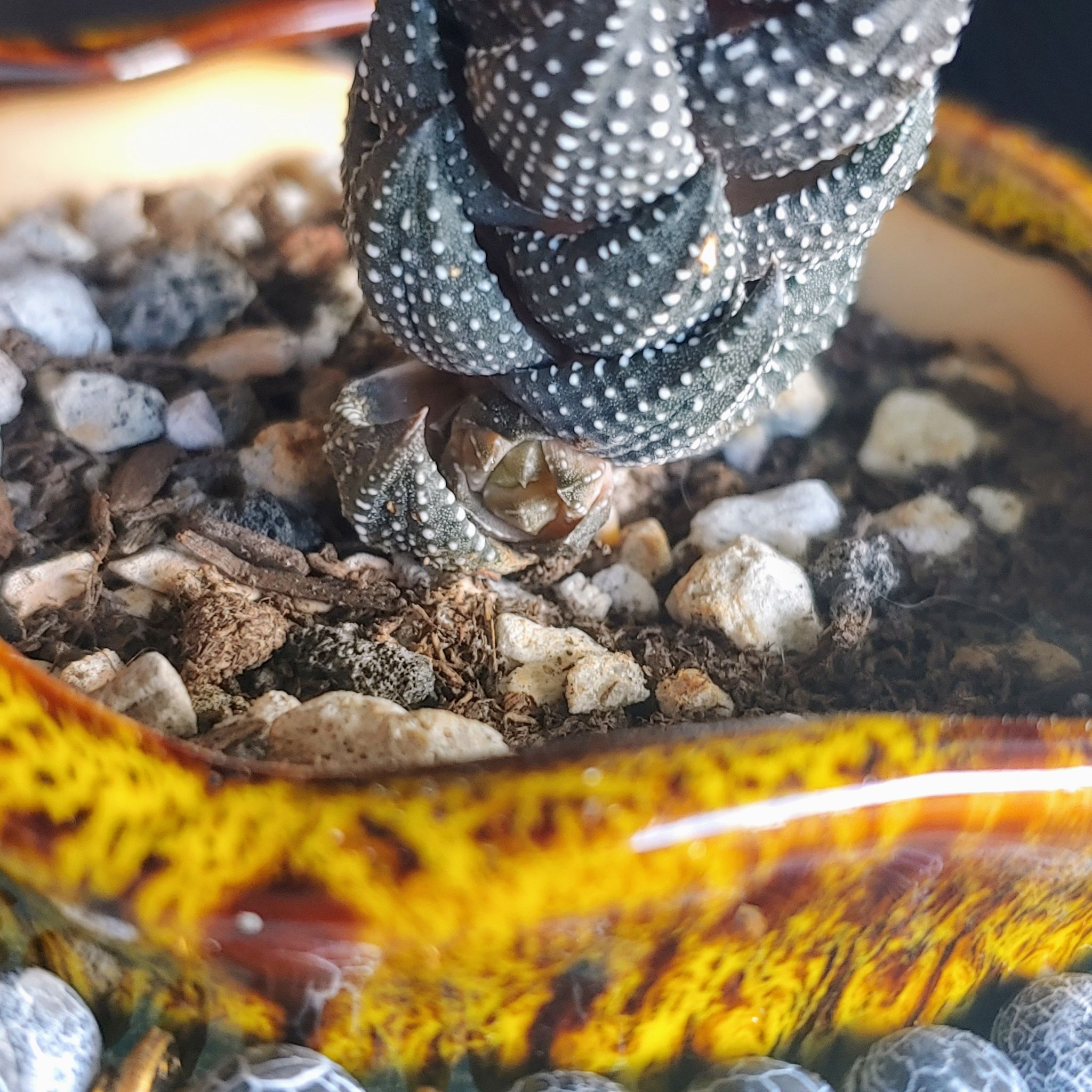 Photo of the plant species Red Eagle's Claw by @RestfulHopsage named Rein (Haworthia Reinwardii) on Greg, the plant care app