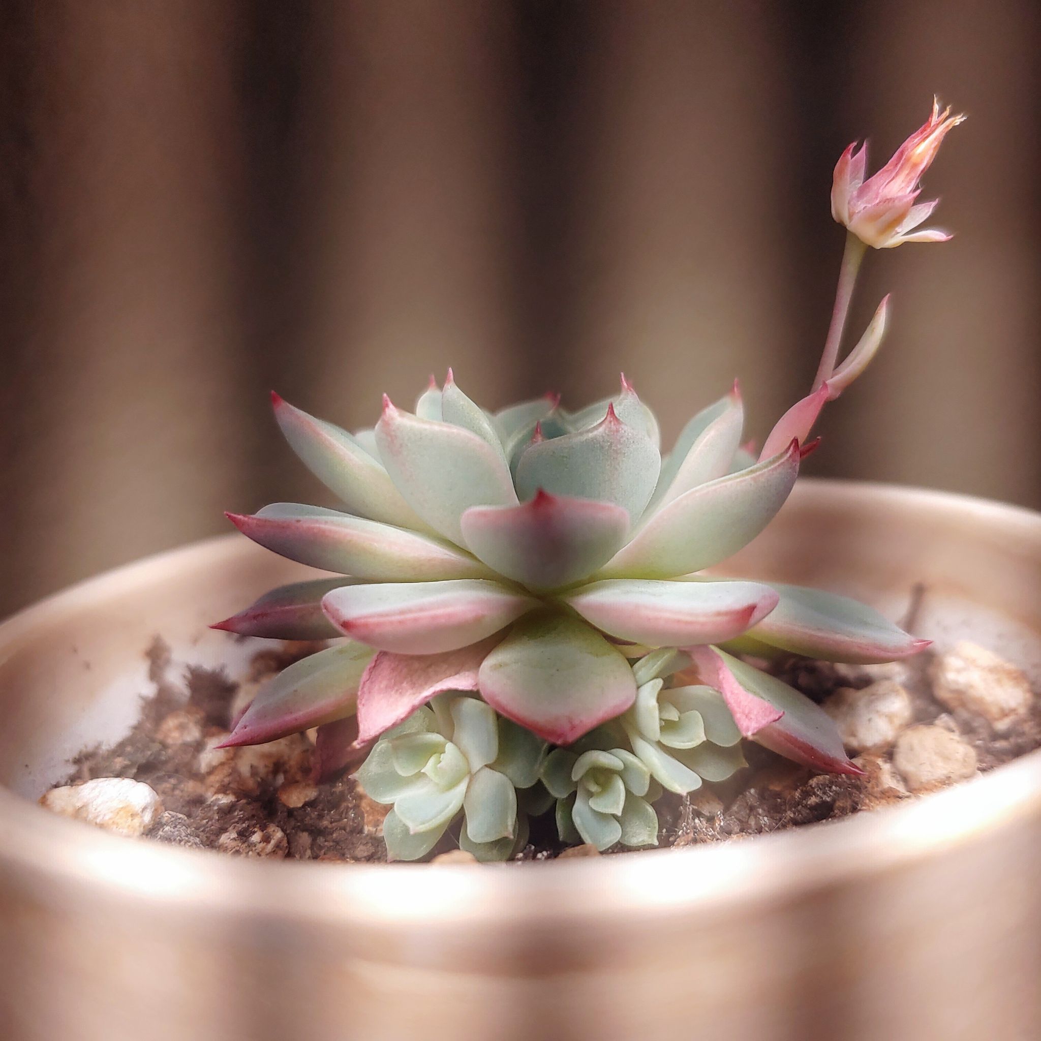 Photo of the plant species Echeveria Early Sunrise by @RestfulHopsage named Remi on Greg, the plant care app