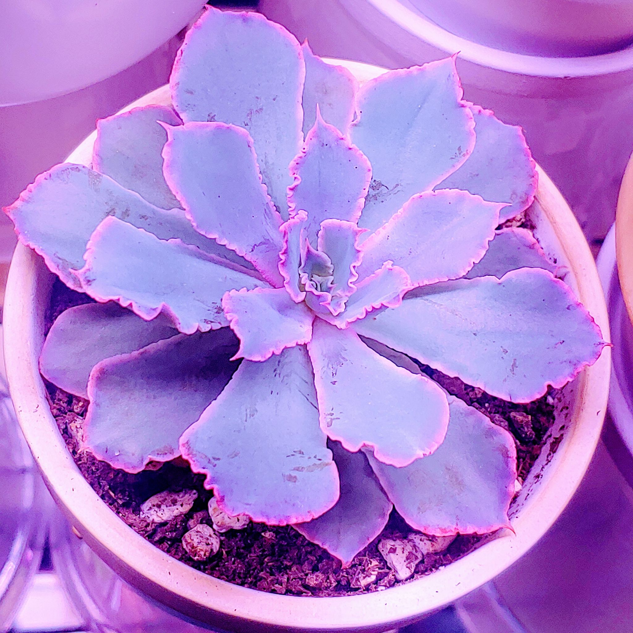 Photo of the plant species Echeveria ‘Purple Dance' by @RestfulHopsage named Purple Dance 💜💃 on Greg, the plant care app