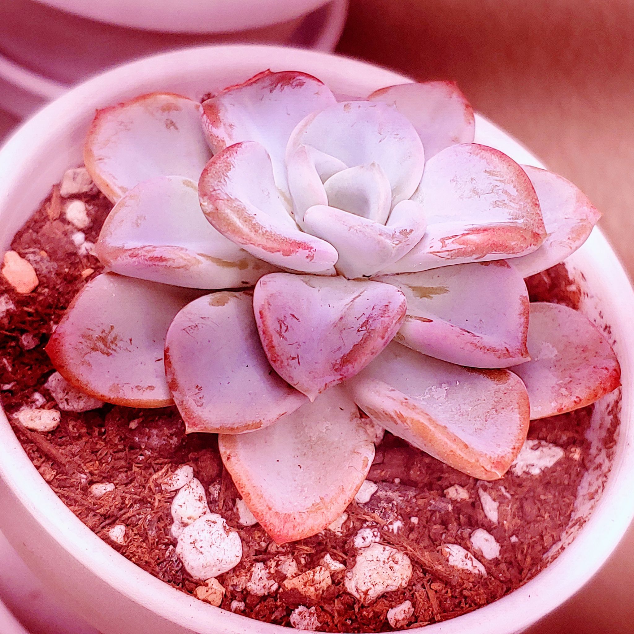 Photo of the plant species Pachyveria 'Orpet' by @RestfulHopsage named Orpet on Greg, the plant care app