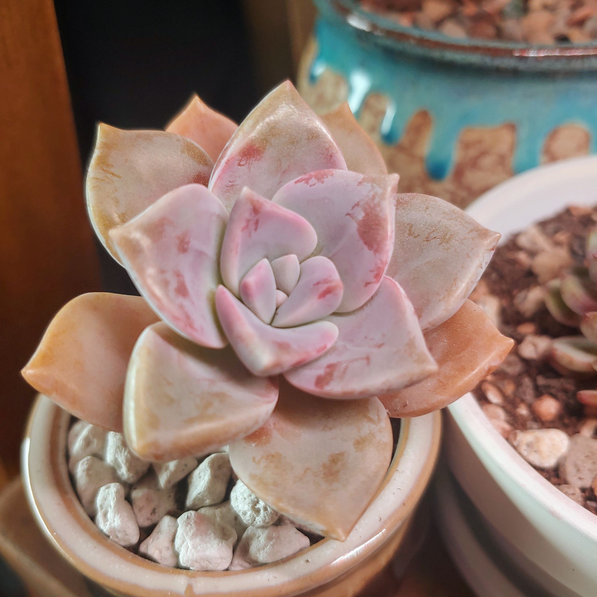 Graptopetalum 'Purple Delight' succulent with pinkish leaves in a small pot with visible soil and pebbles.