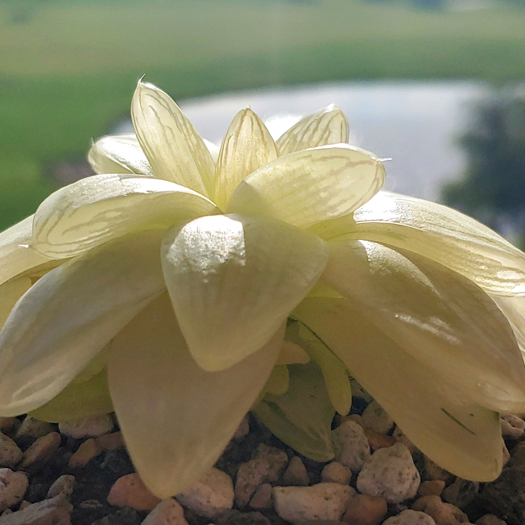 Photo of the plant species Gold Haworthia by @RestfulHopsage named Lumi on Greg, the plant care app
