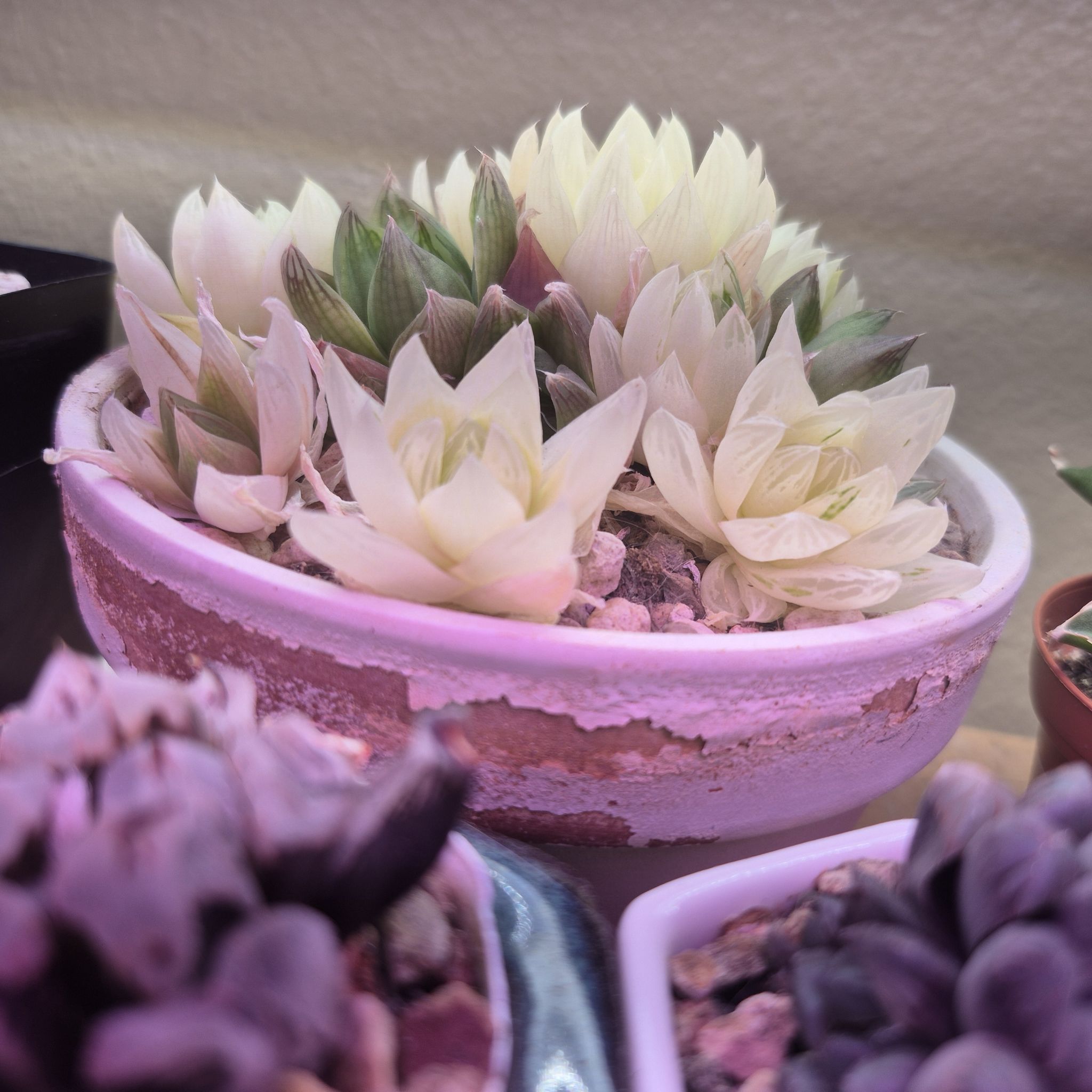 Photo of the plant species Gold Haworthia by @RestfulHopsage named Lumi on Greg, the plant care app