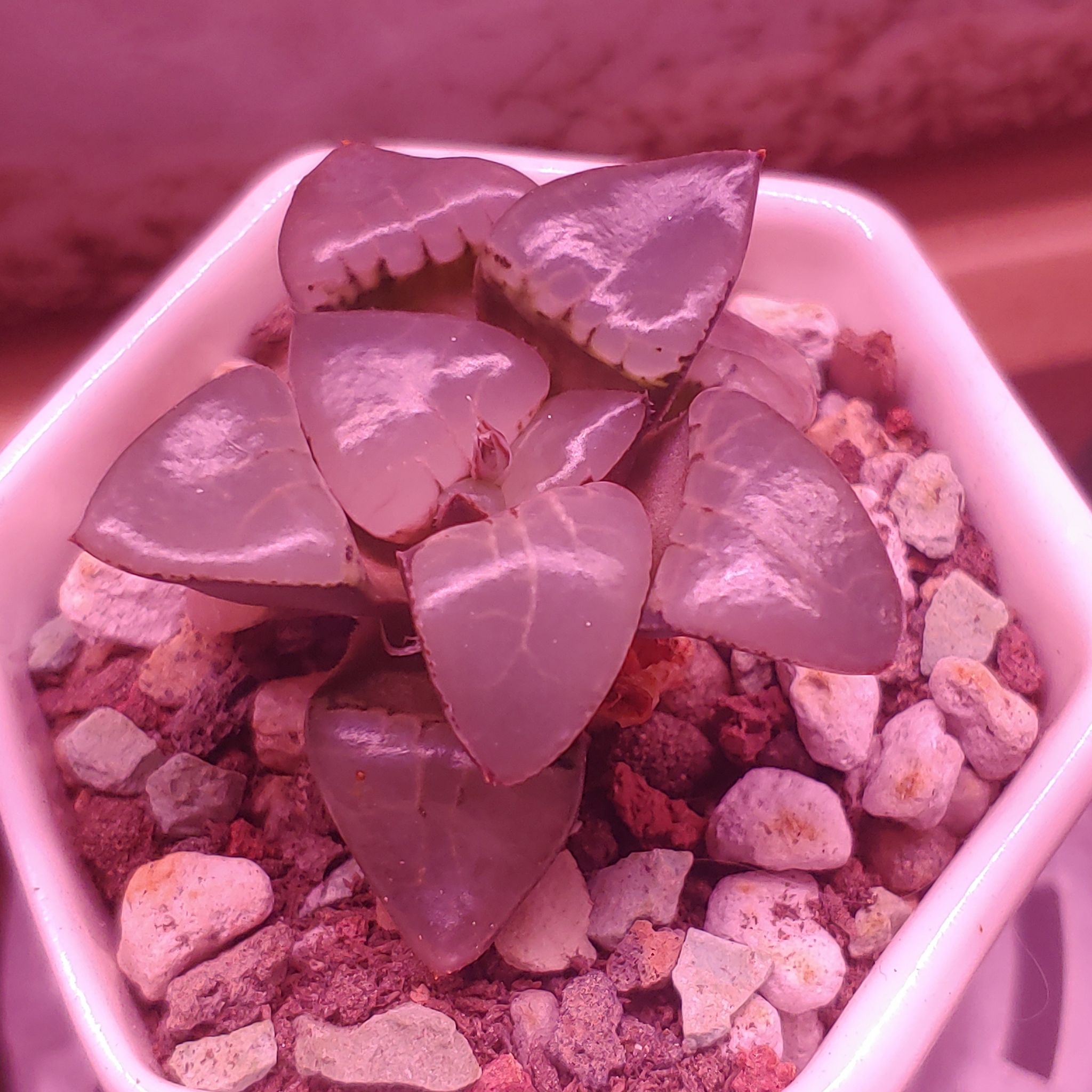 Photo of the plant species Haworthia 'Marilyn' by @RestfulHopsage named Marilyn, Moonlight, Corn Poppy on Greg, the plant care app
