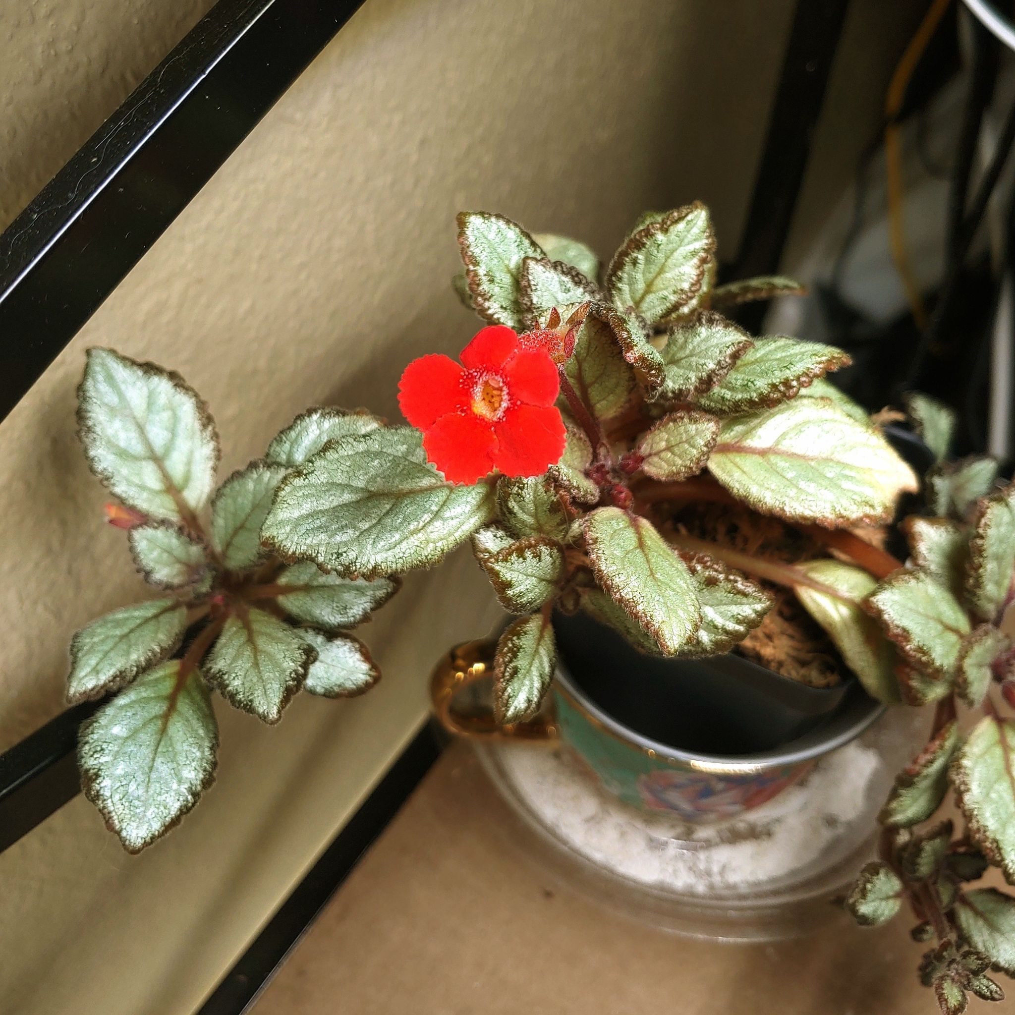 Photo of the plant species Silver Skies Episcia by @RestfulHopsage named Ethyrina on Greg, the plant care app