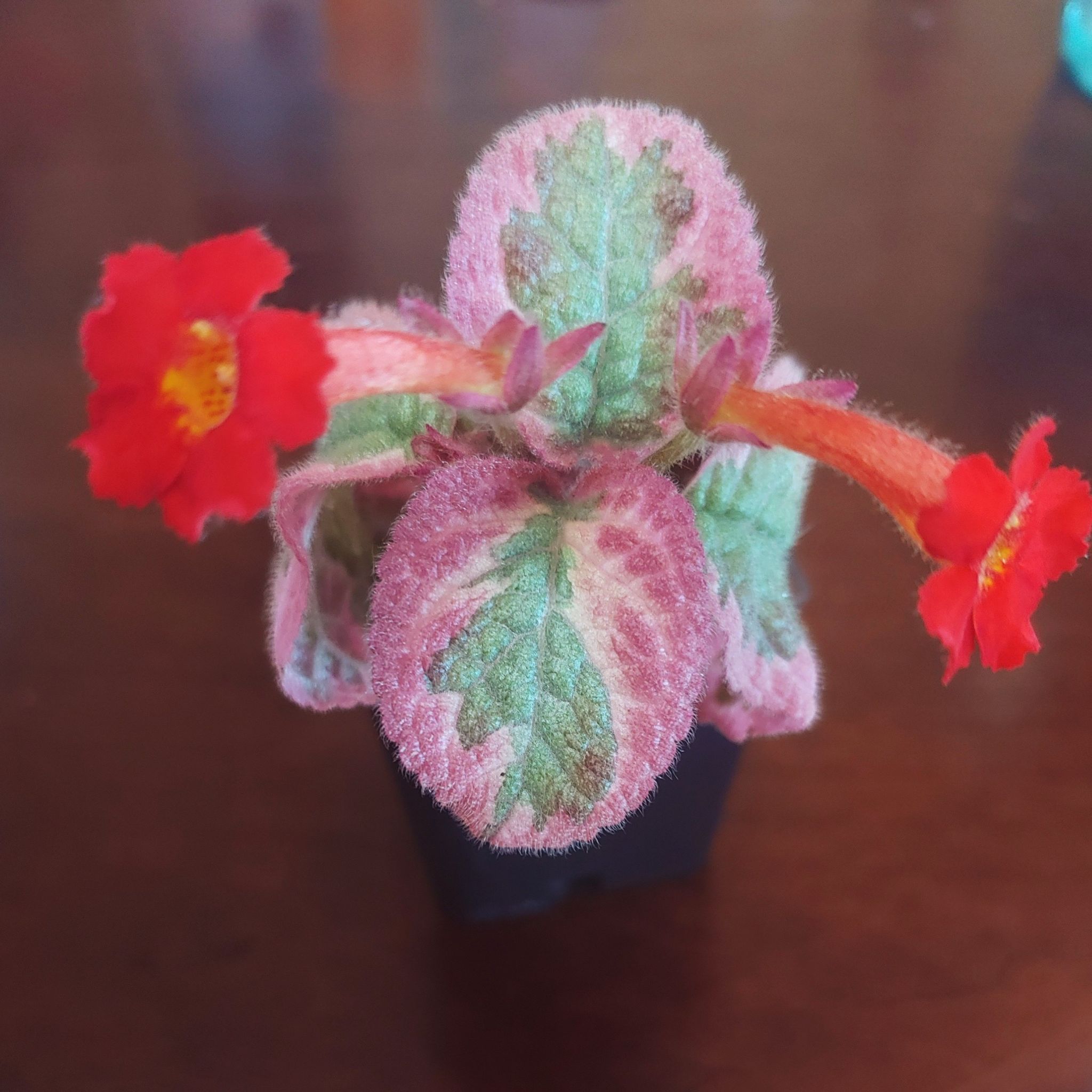 Photo of the plant species Episcia 'Cleopatra' by @RestfulHopsage named Cleopatra on Greg, the plant care app