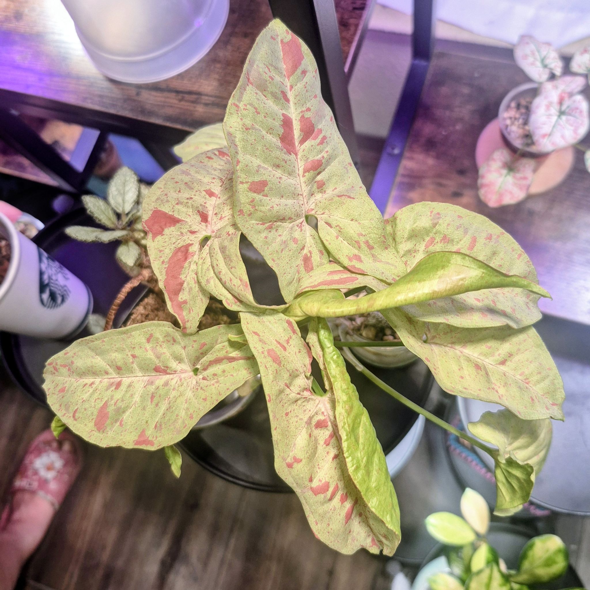 Photo of the plant species Milk Confetti by @RestfulHopsage named Milk Confetti on Greg, the plant care app