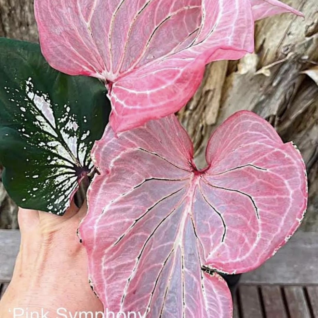 Photo of the plant species Caladium Pink Symphony by @RestfulHopsage named Symphony & Autumn Beauty on Greg, the plant care app