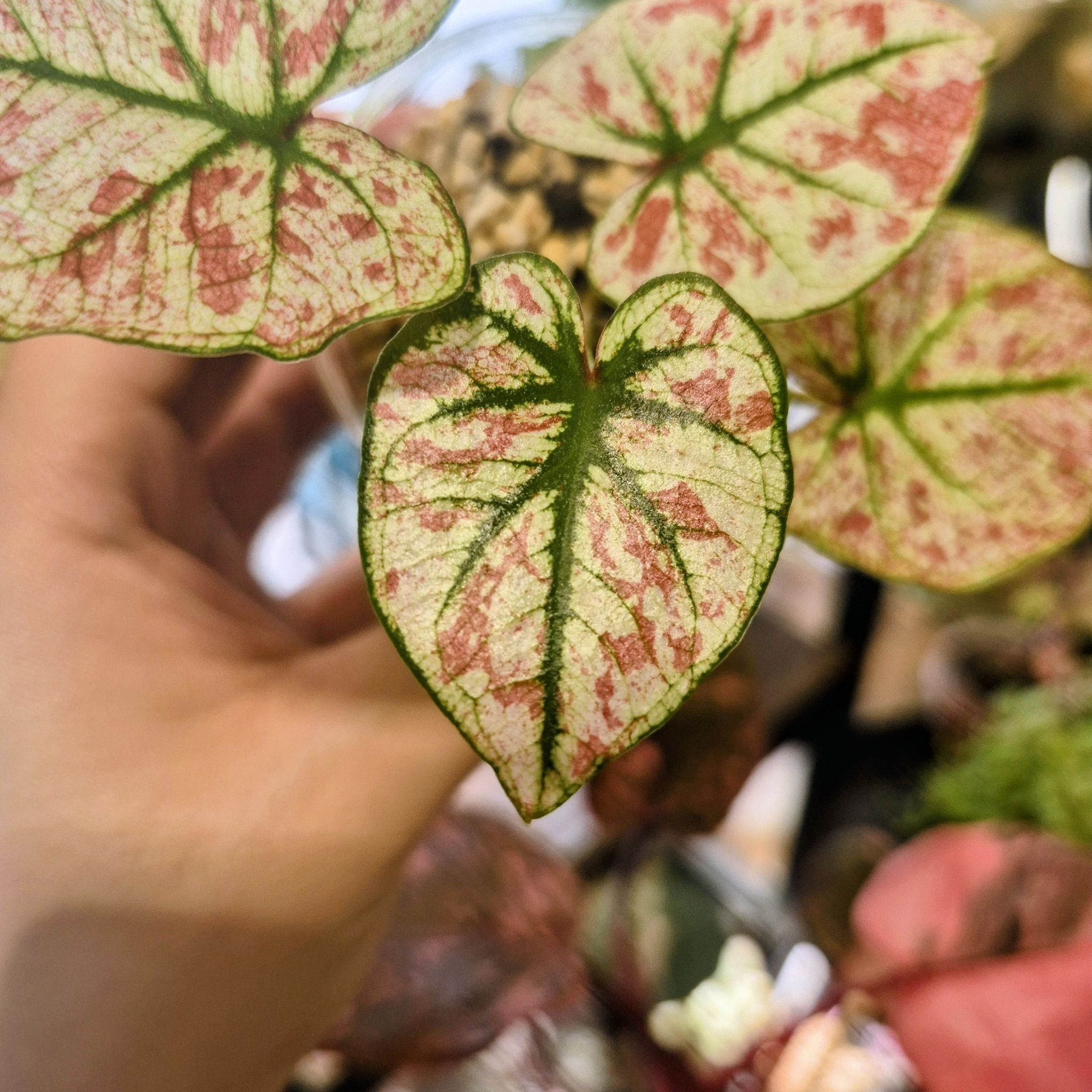 Photo of the plant species Strap Leaf Caladium by @RestfulHopsage named Mary Scarlet on Greg, the plant care app