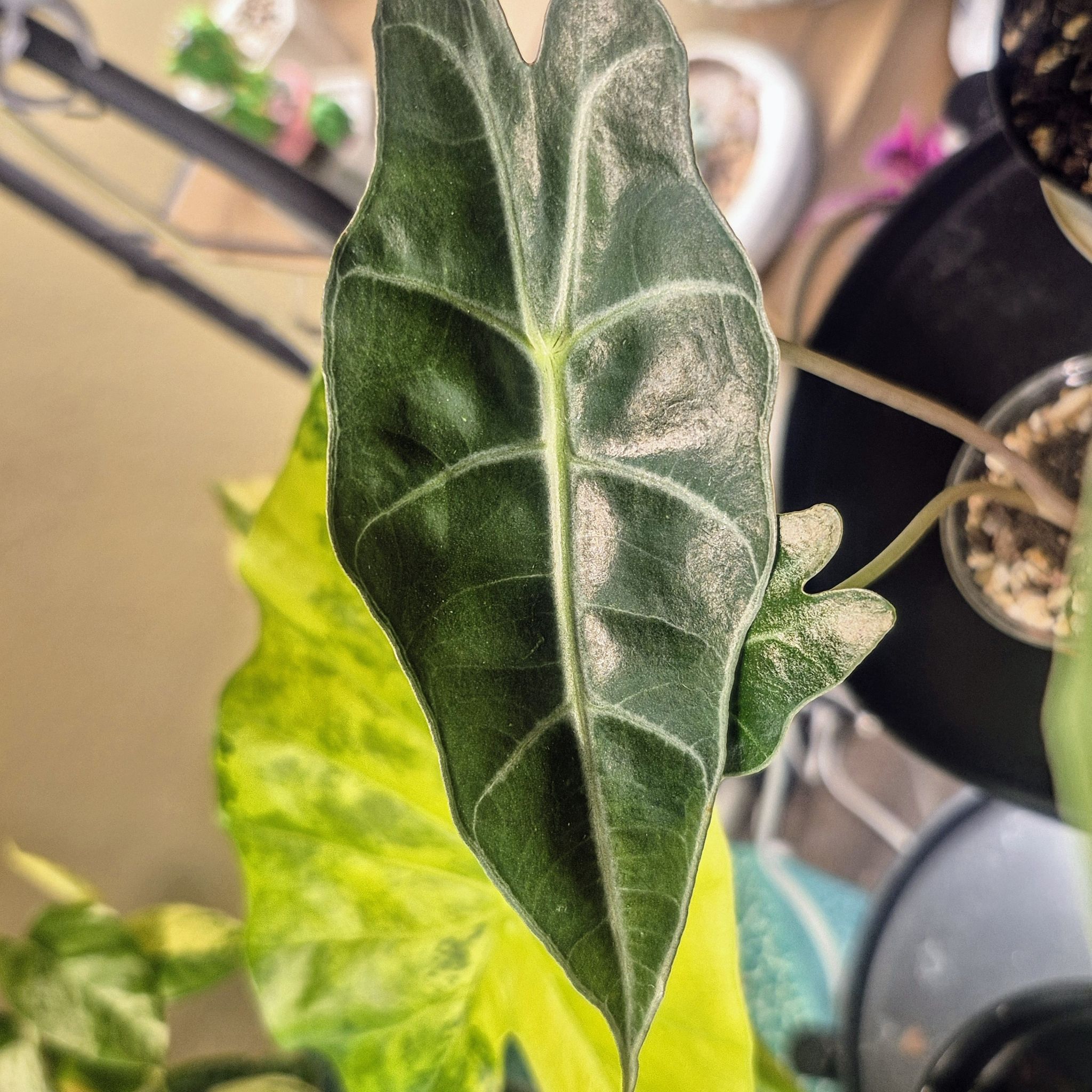 Photo of the plant species Alocasia Purpley by @RestfulHopsage named Purpley on Greg, the plant care app