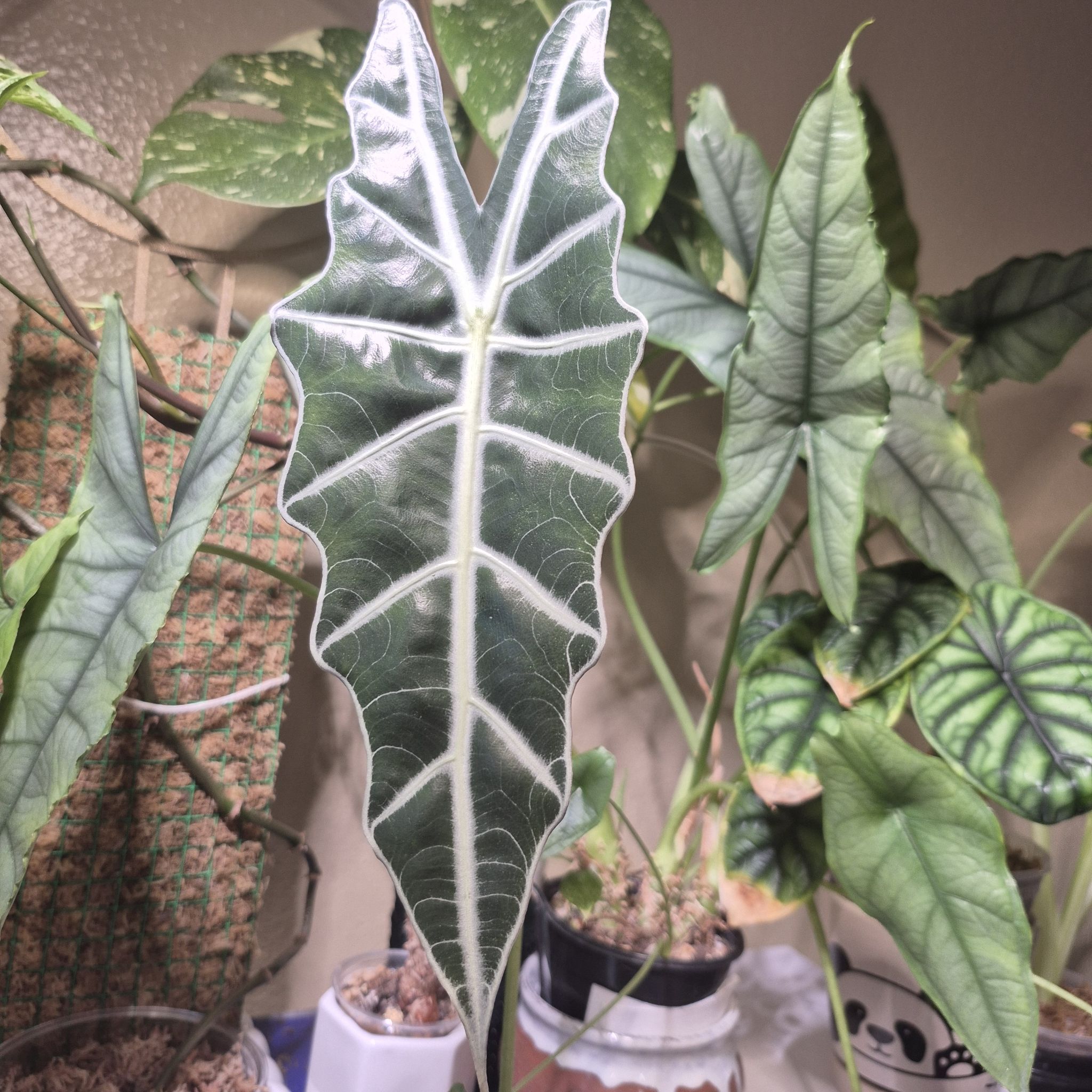 Photo of the plant species Alocasia Purpley by @RestfulHopsage named Purpley on Greg, the plant care app