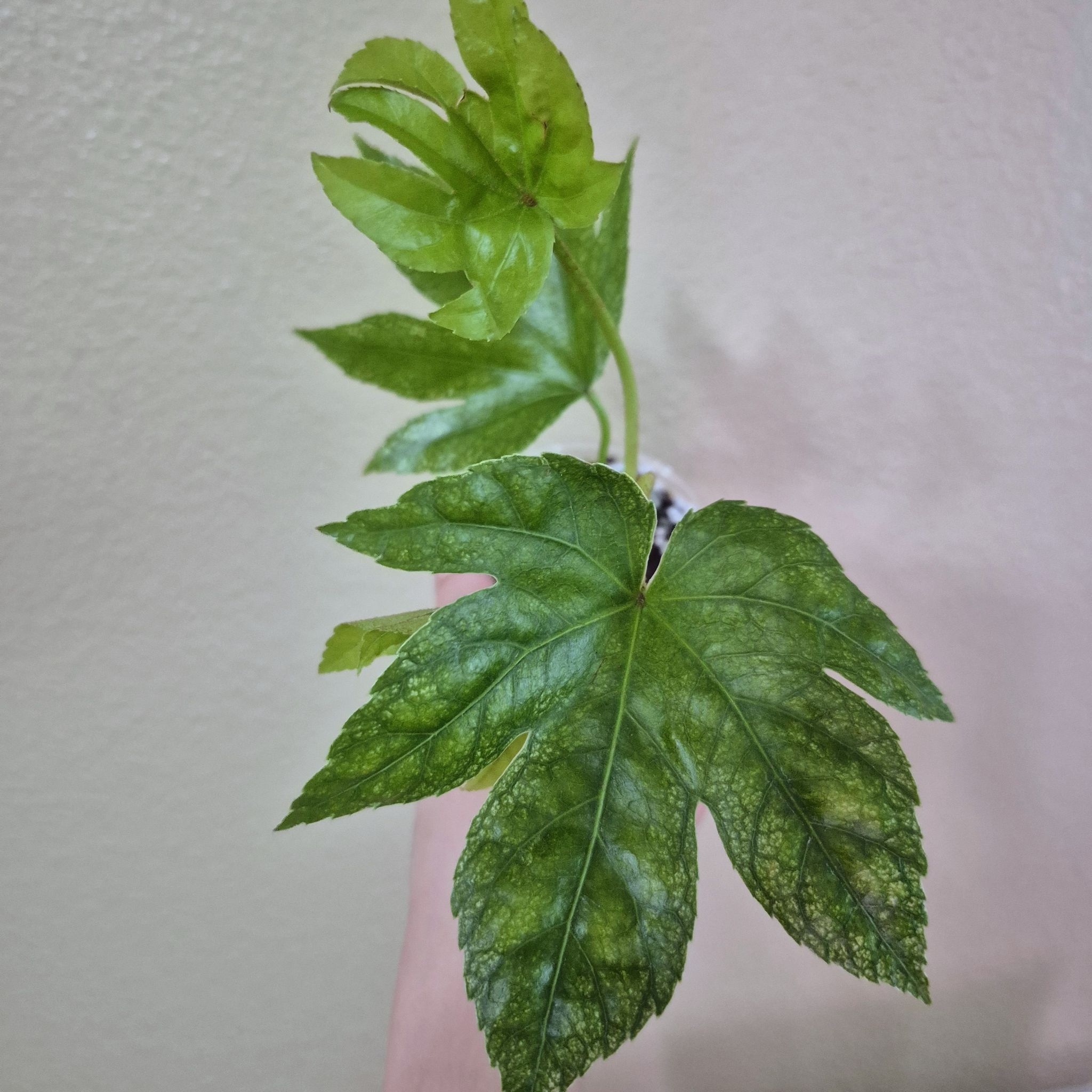 Photo of the plant species Spider Web Aralia by @RestfulHopsage named Aralia on Greg, the plant care app