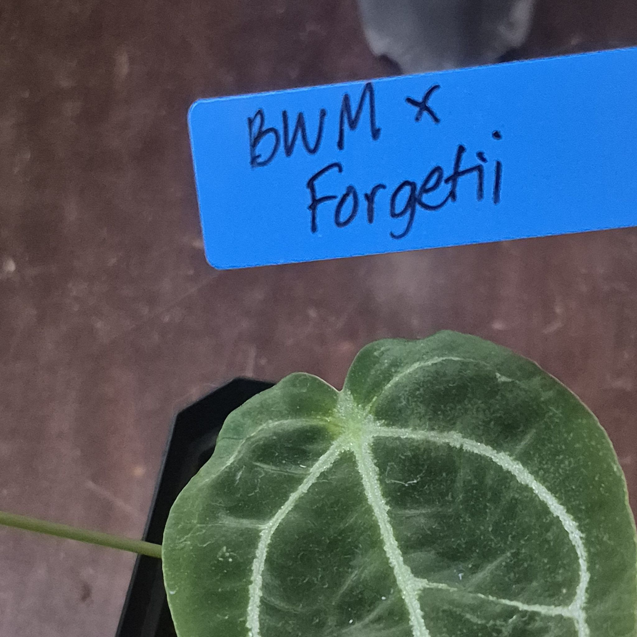 Photo of the plant species Anthurium forgetii x crystallinum by @RestfulHopsage named Forgetii x Black Widow Michelle on Greg, the plant care app