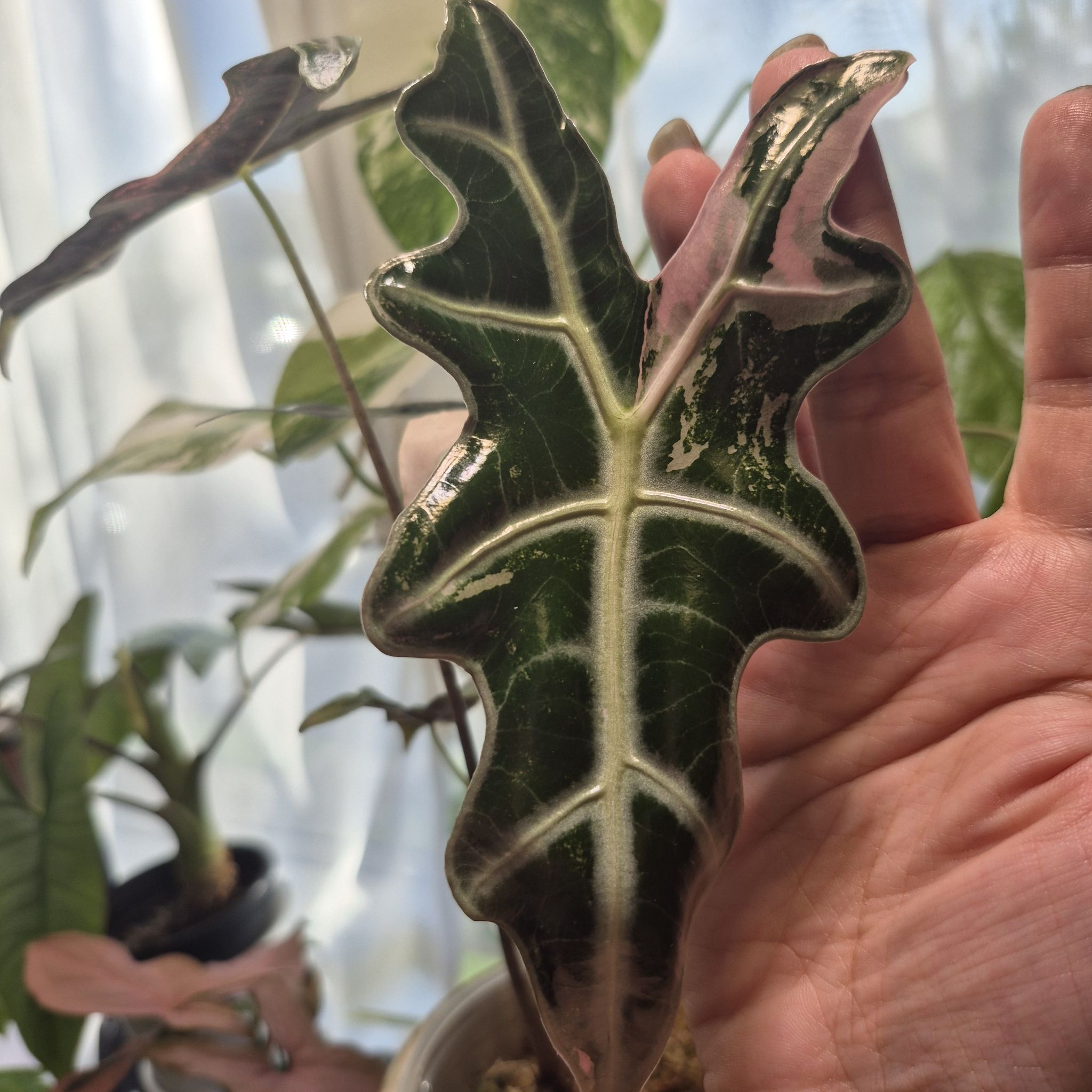 Photo of the plant species Nobilis Alocasia by @RestfulHopsage named K Nobilis on Greg, the plant care app