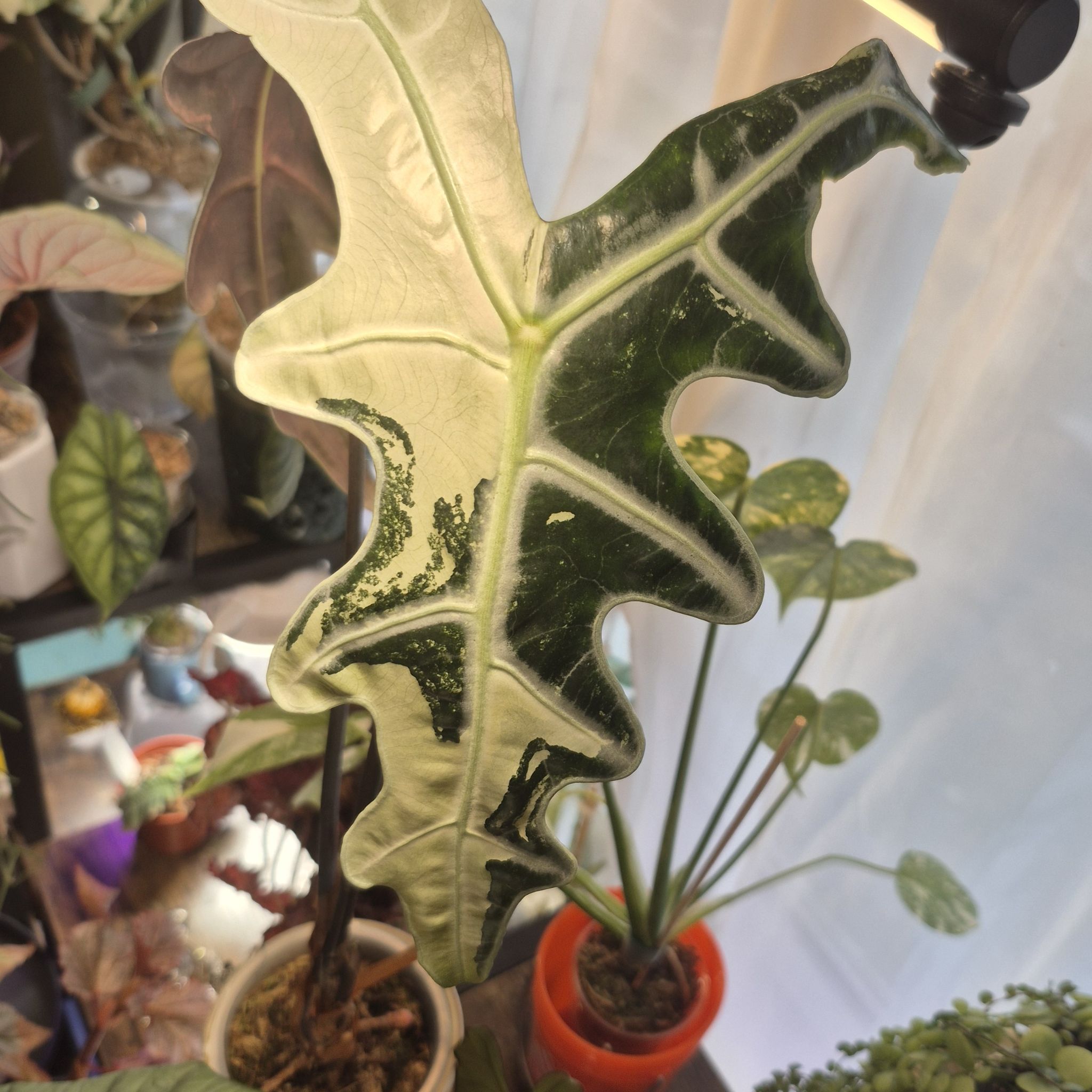 Photo of the plant species Nobilis Alocasia by @RestfulHopsage named K Nobilis on Greg, the plant care app