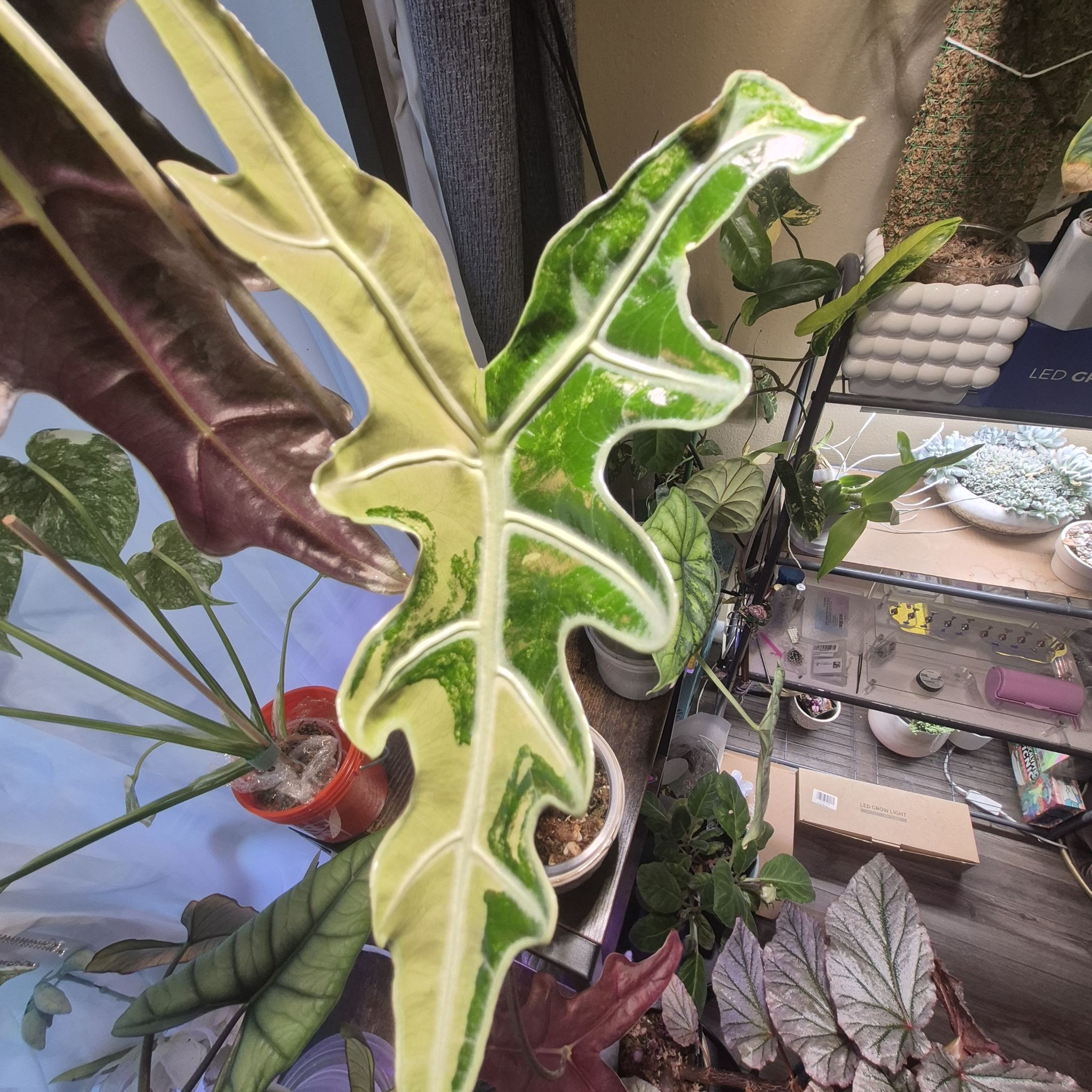 Photo of the plant species Nobilis Alocasia by @RestfulHopsage named K Nobilis on Greg, the plant care app
