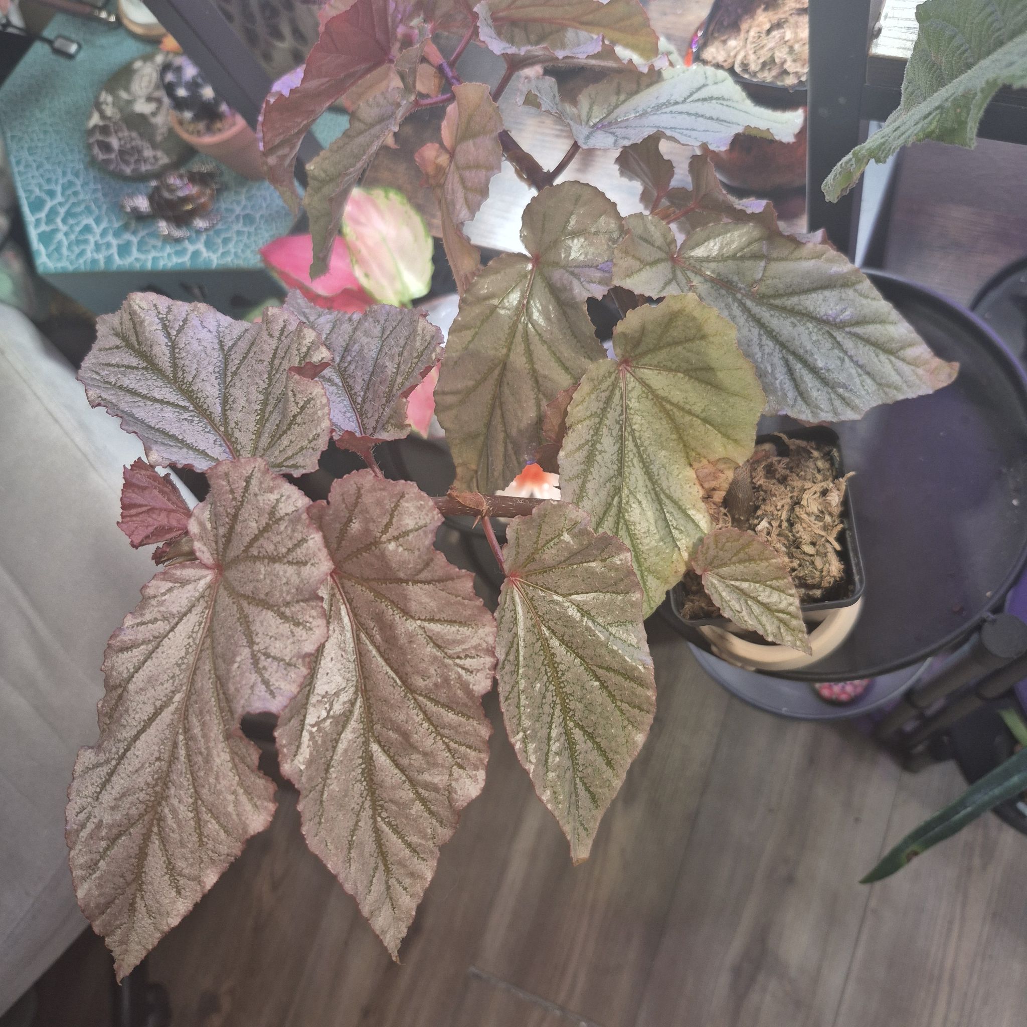 Photo of the plant species Begonia 'Don Miller' by @RestfulHopsage named Don't Miller ☝️ on Greg, the plant care app