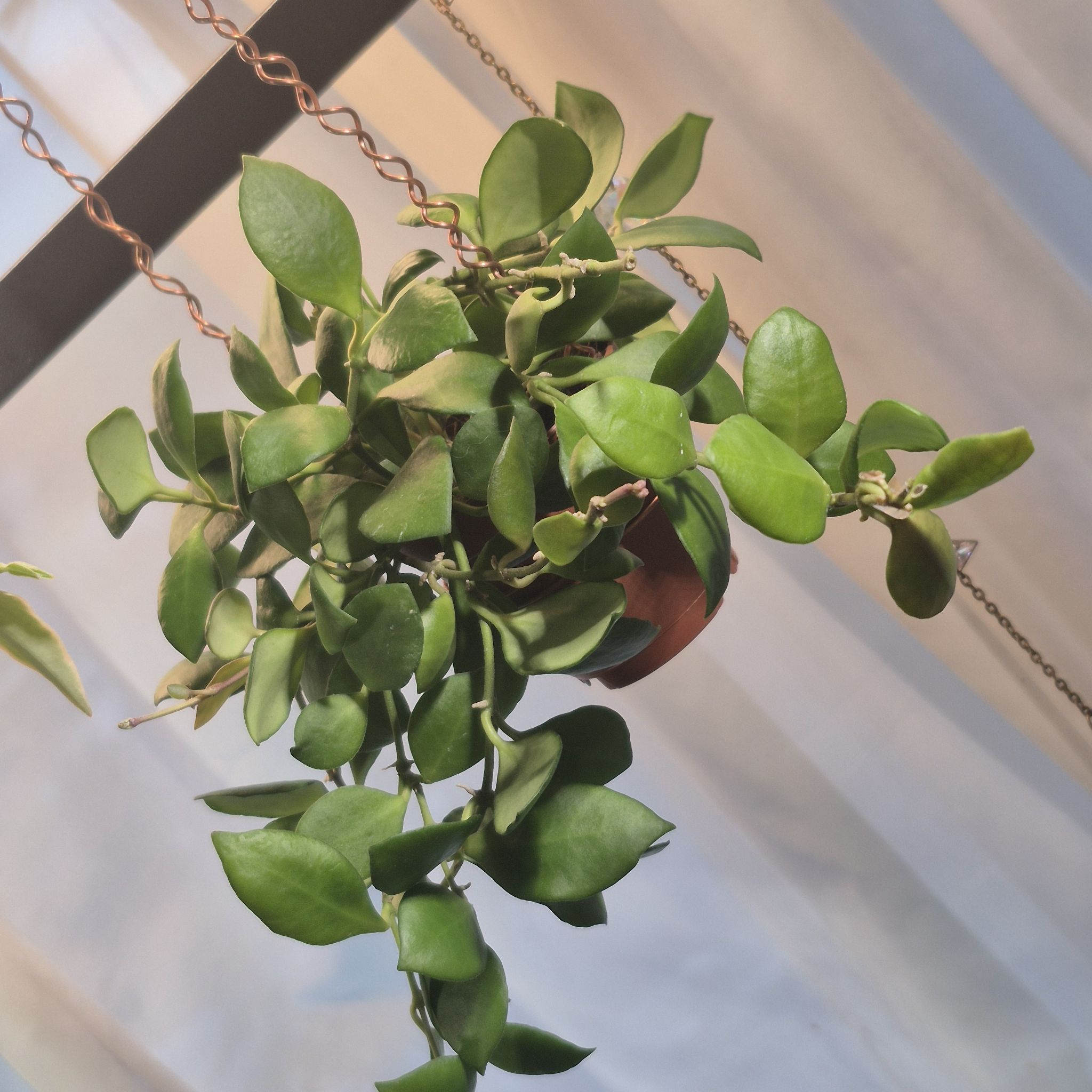 Photo of the plant species Hoya heuschkeliana by @RestfulHopsage named Butter Popcorn 🍿 on Greg, the plant care app