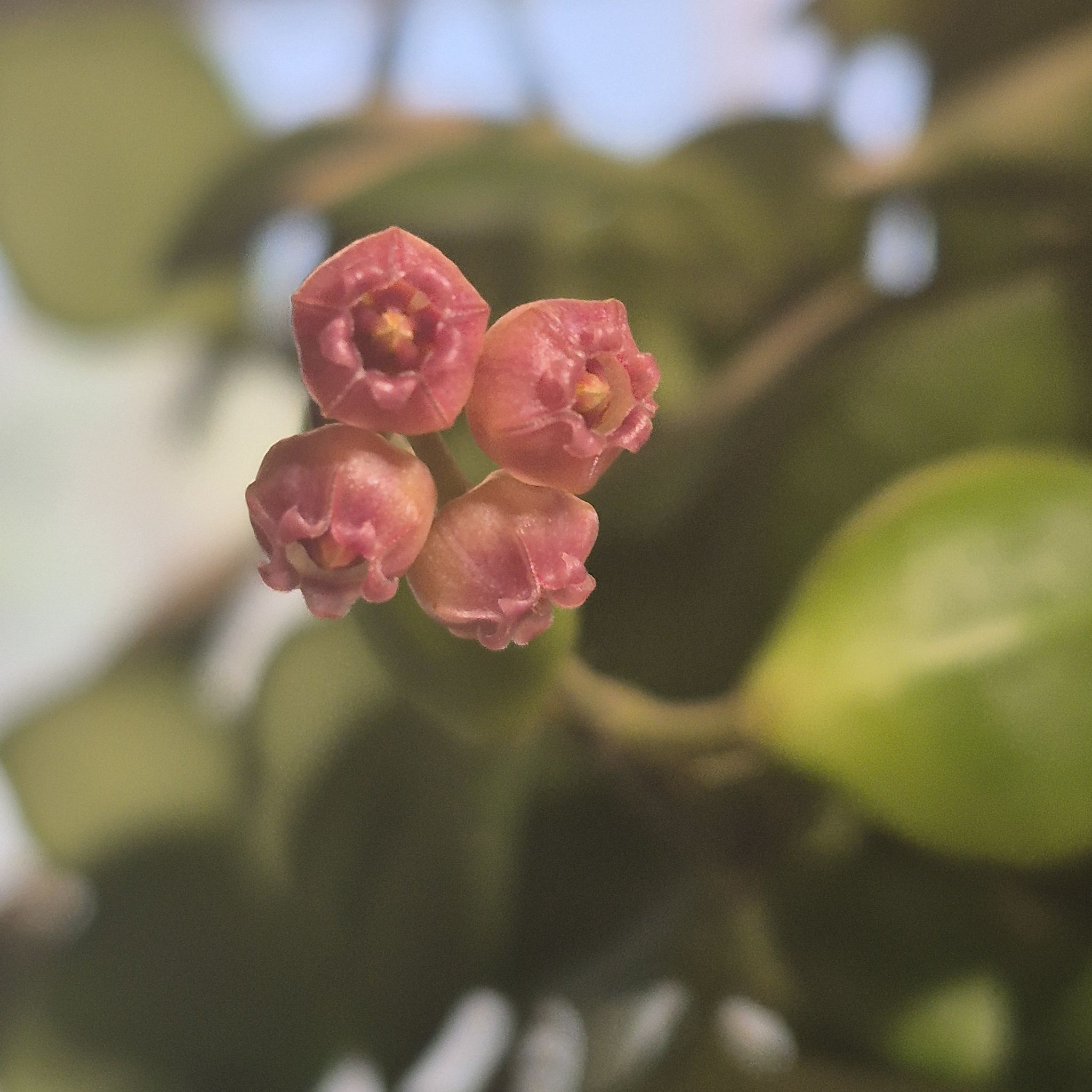 Photo of the plant species Hoya heuschkeliana by @RestfulHopsage named Butter Popcorn 🍿 on Greg, the plant care app