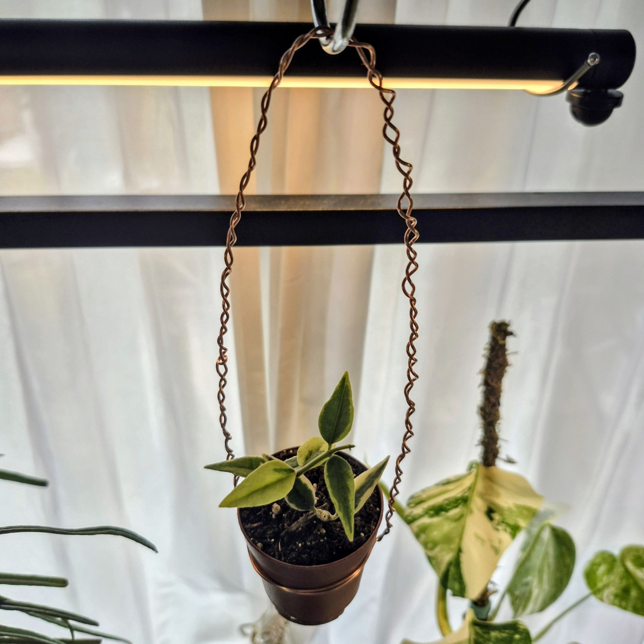 Photo of the plant species Hoya bella albomarginata by @RestfulHopsage named Bella V on Greg, the plant care app