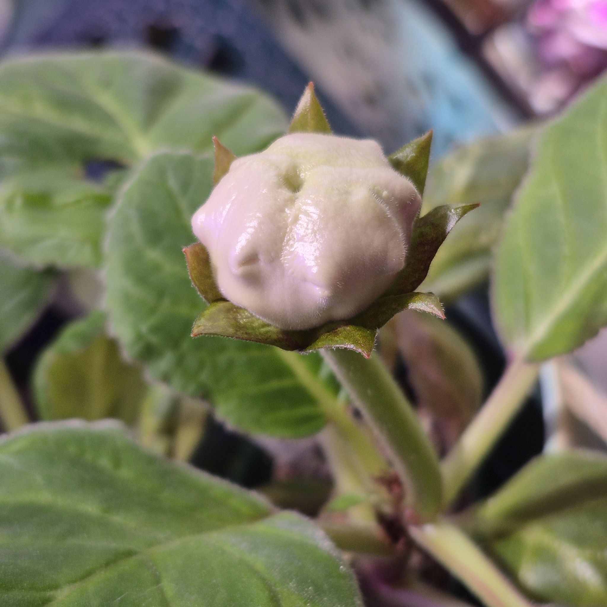 Photo of the plant species Florist's gloxinia by @RestfulHopsage named 'Sugar Plum' on Greg, the plant care app