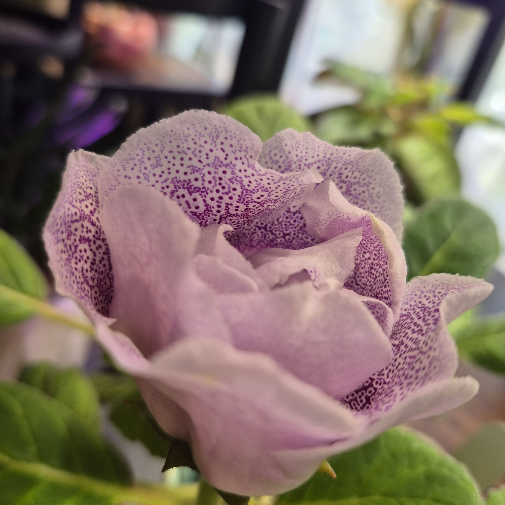 Photo of the plant species Florist's gloxinia by @RestfulHopsage named 'Sugar Plum' on Greg, the plant care app