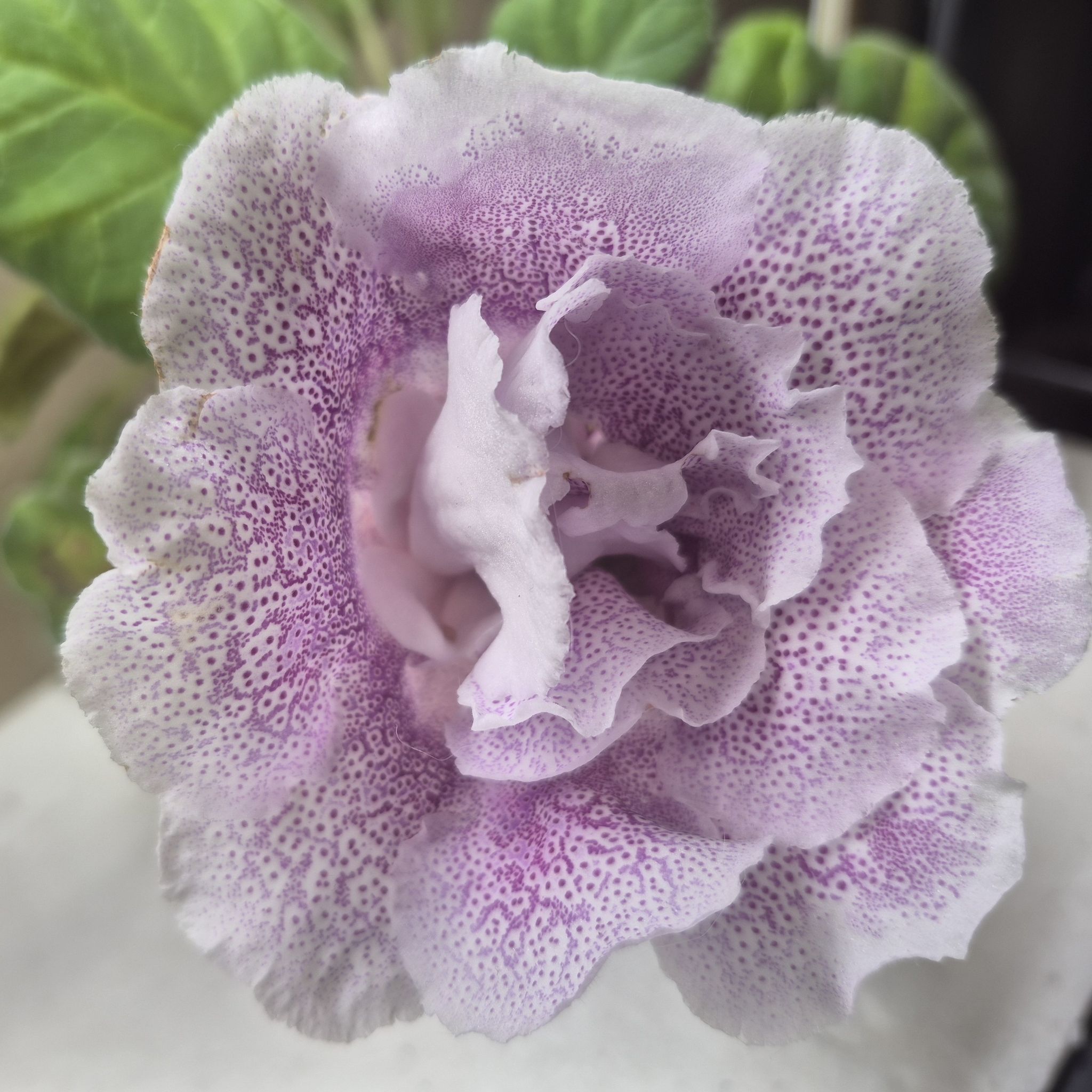 Photo of the plant species Florist's gloxinia by @RestfulHopsage named 'Sugar Plum' on Greg, the plant care app