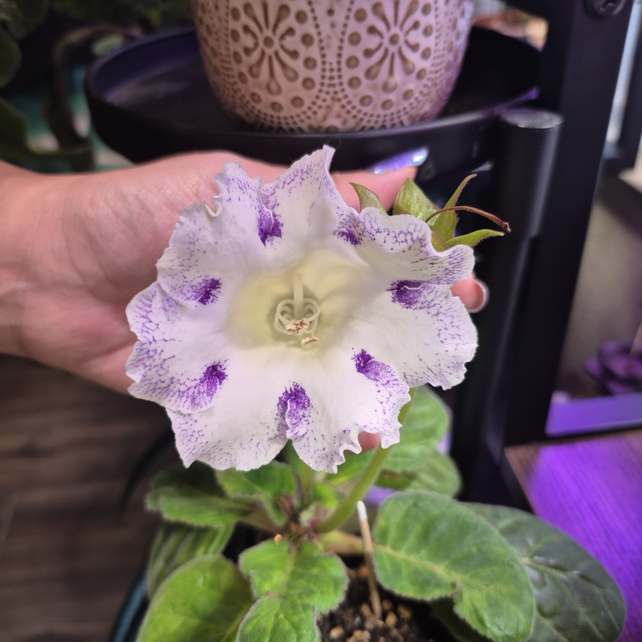 Photo of the plant species Florist's gloxinia by @RestfulHopsage named 'Chocolate and Vanilla' on Greg, the plant care app