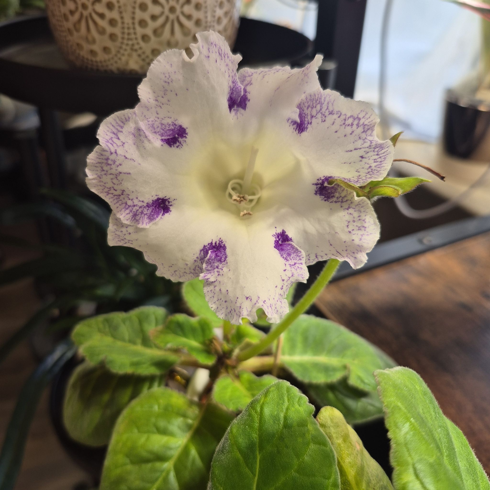 Photo of the plant species Florist's gloxinia by @RestfulHopsage named 'Chocolate and Vanilla' on Greg, the plant care app