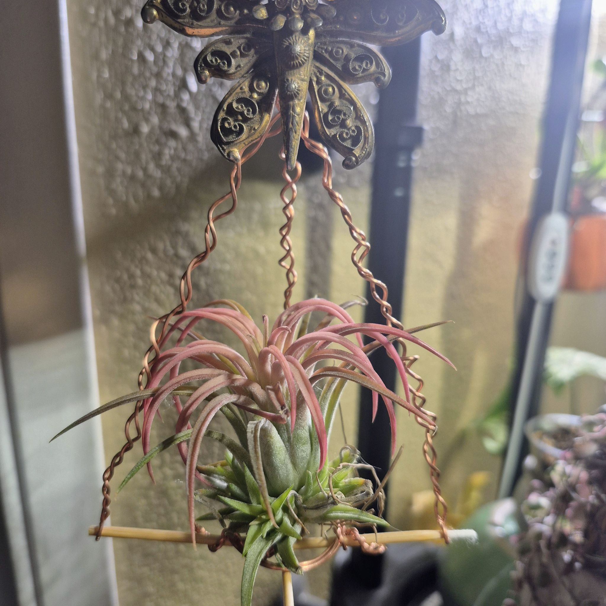 Photo of the plant species Tillandsia ionantha var. stricta by @RestfulHopsage named Tilly on Greg, the plant care app