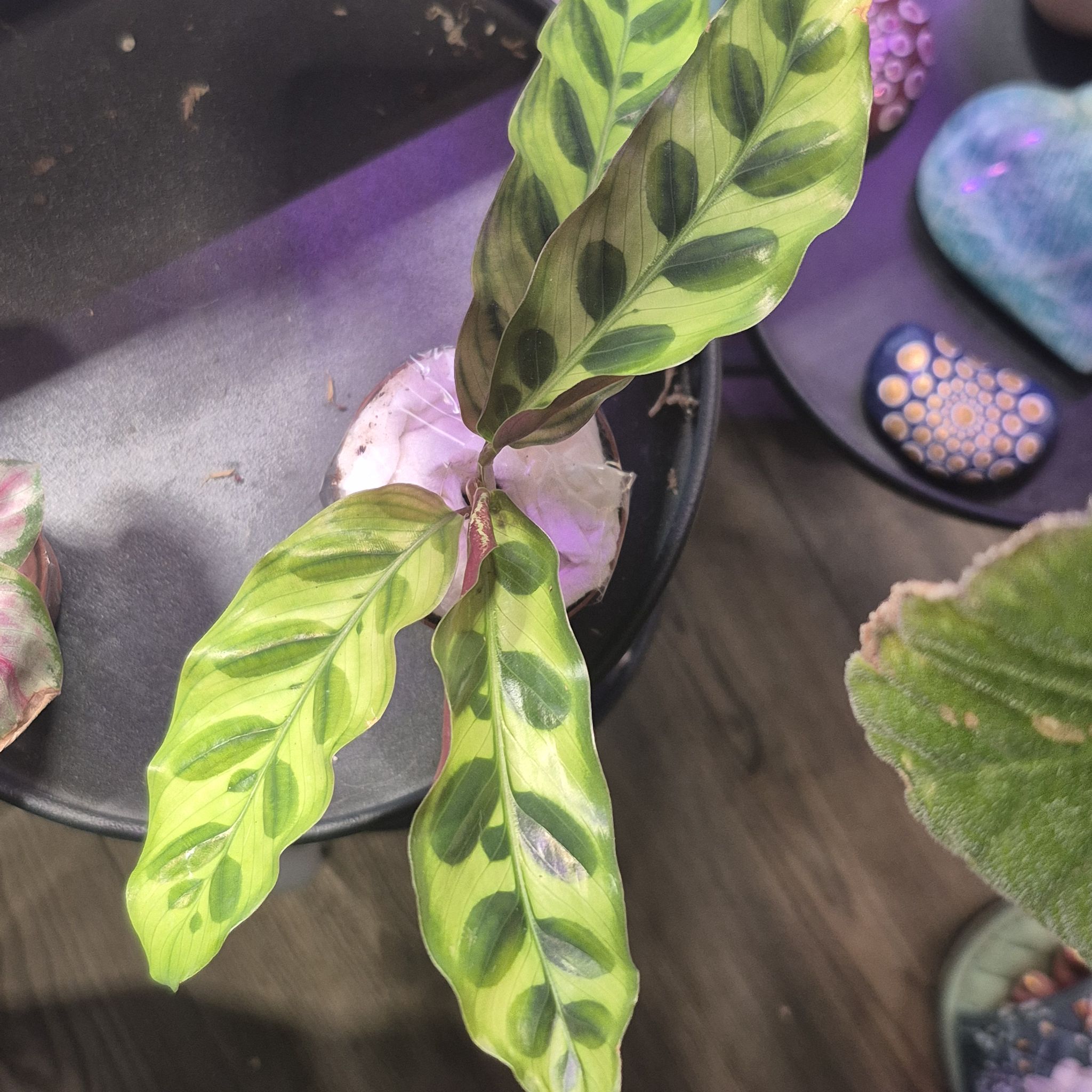 Photo of the plant species Rattlesnake Plant by @RestfulHopsage named Painted Leaves on Greg, the plant care app