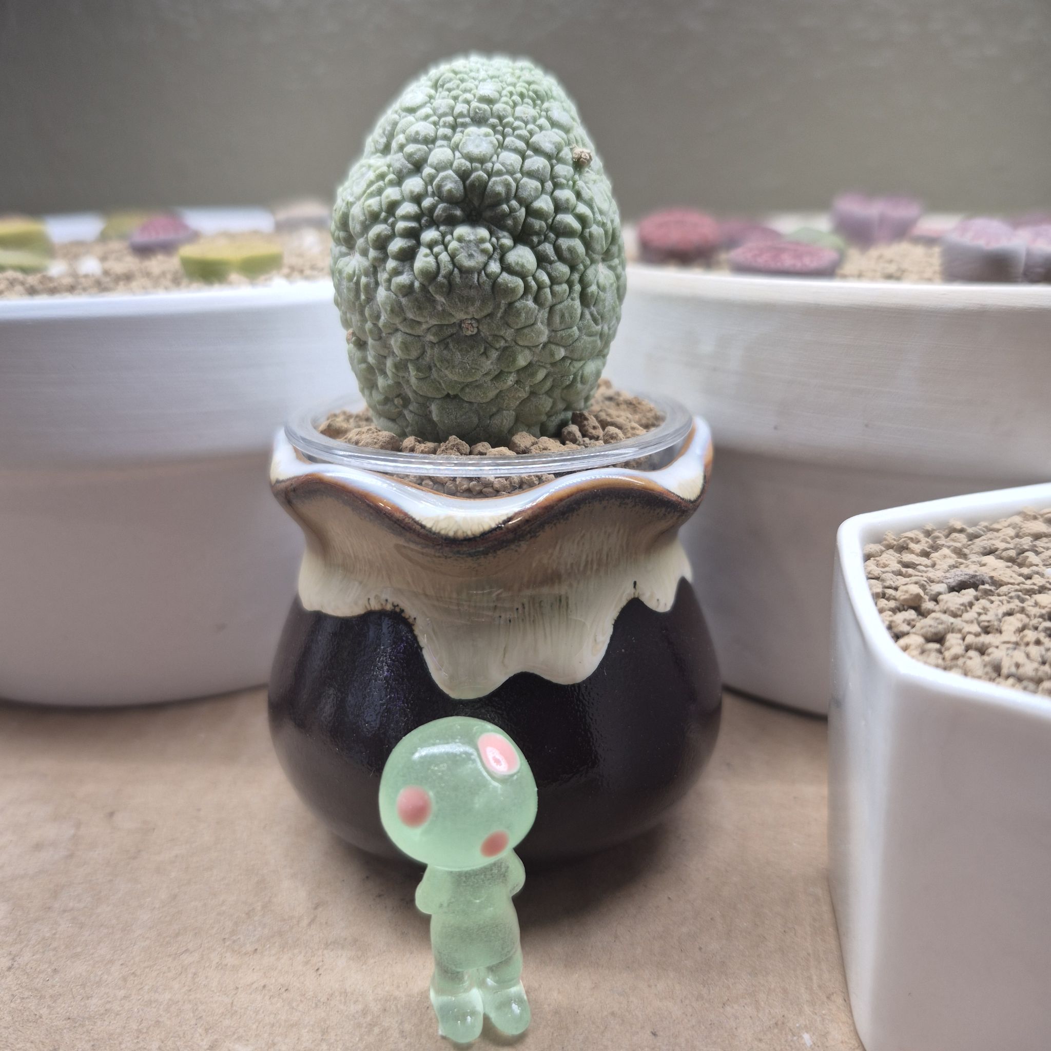 Photo of the plant species Pseudolithos Hybrid by @RestfulHopsage named Dragon Egg on Greg, the plant care app