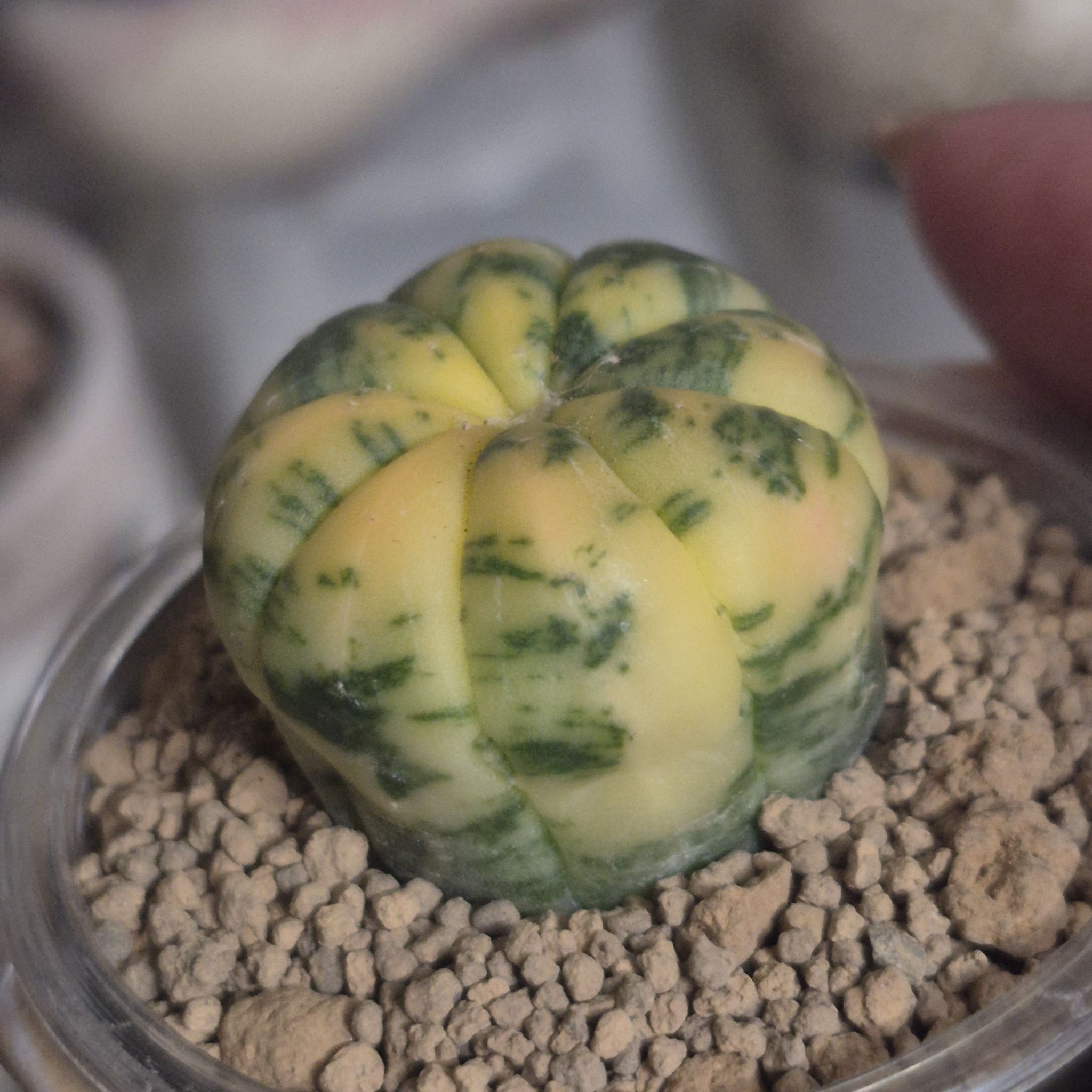 Photo of the plant species Sea Urchin Cactus by @RestfulHopsage named Yummy Summer Squash on Greg, the plant care app