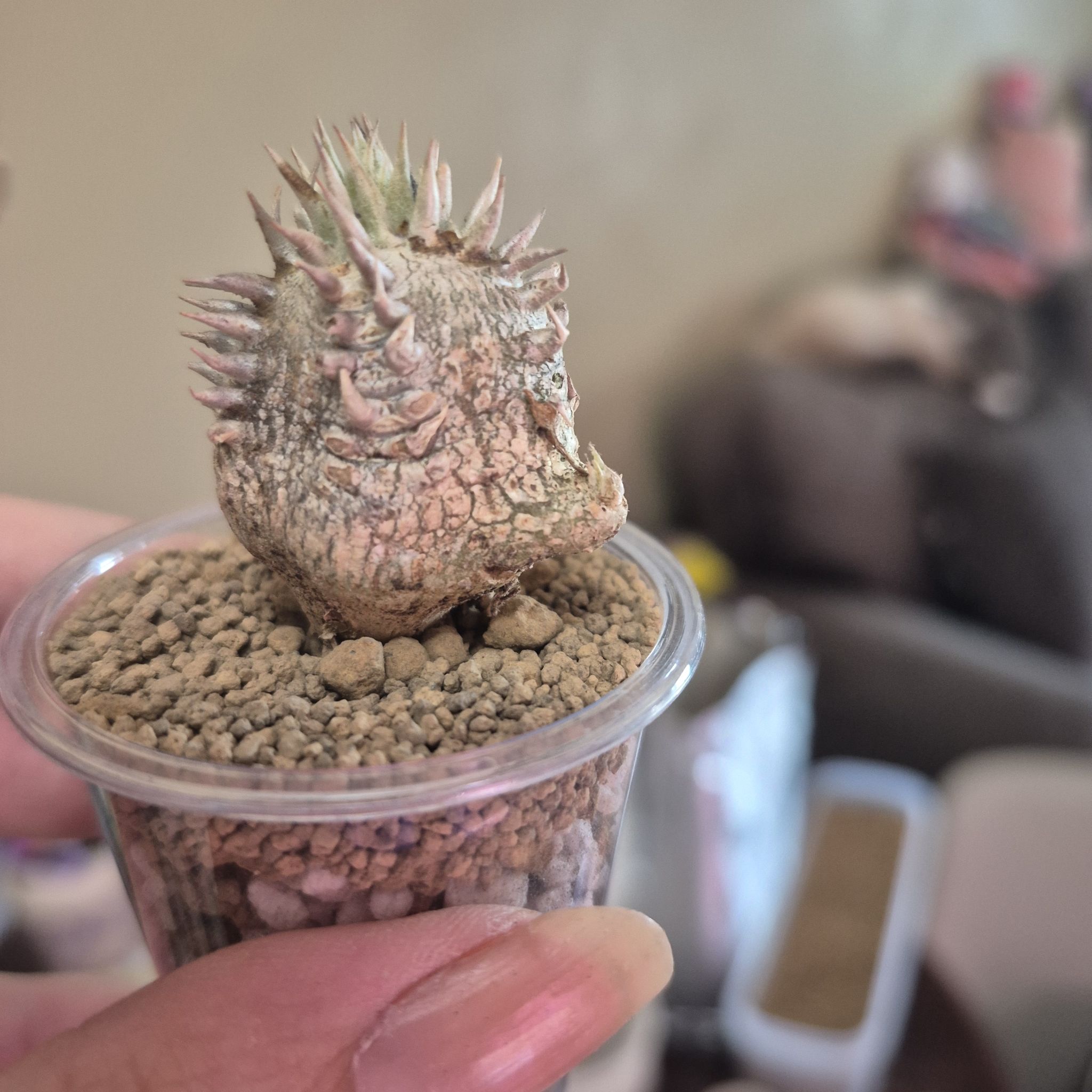 Photo of the plant species Branched Madagascar Palm by @RestfulHopsage named Dragon Head 'Spyro' on Greg, the plant care app