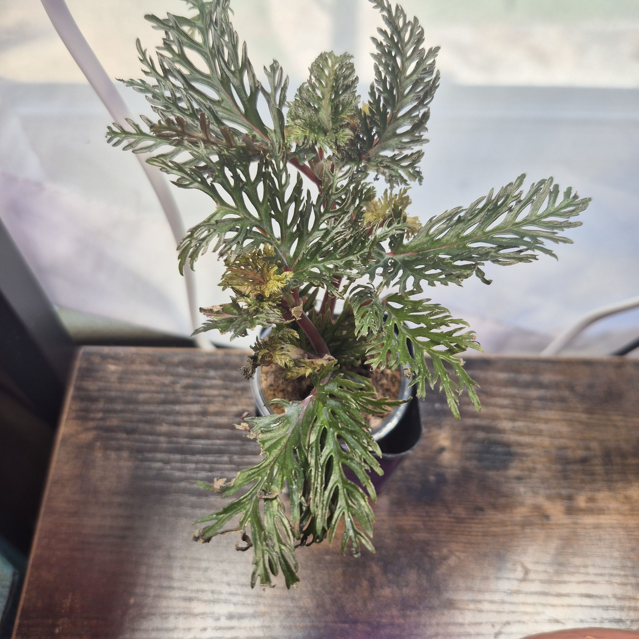 Photo of the plant species Begonia bipinnatifida by @RestfulHopsage named FernGully on Greg, the plant care app