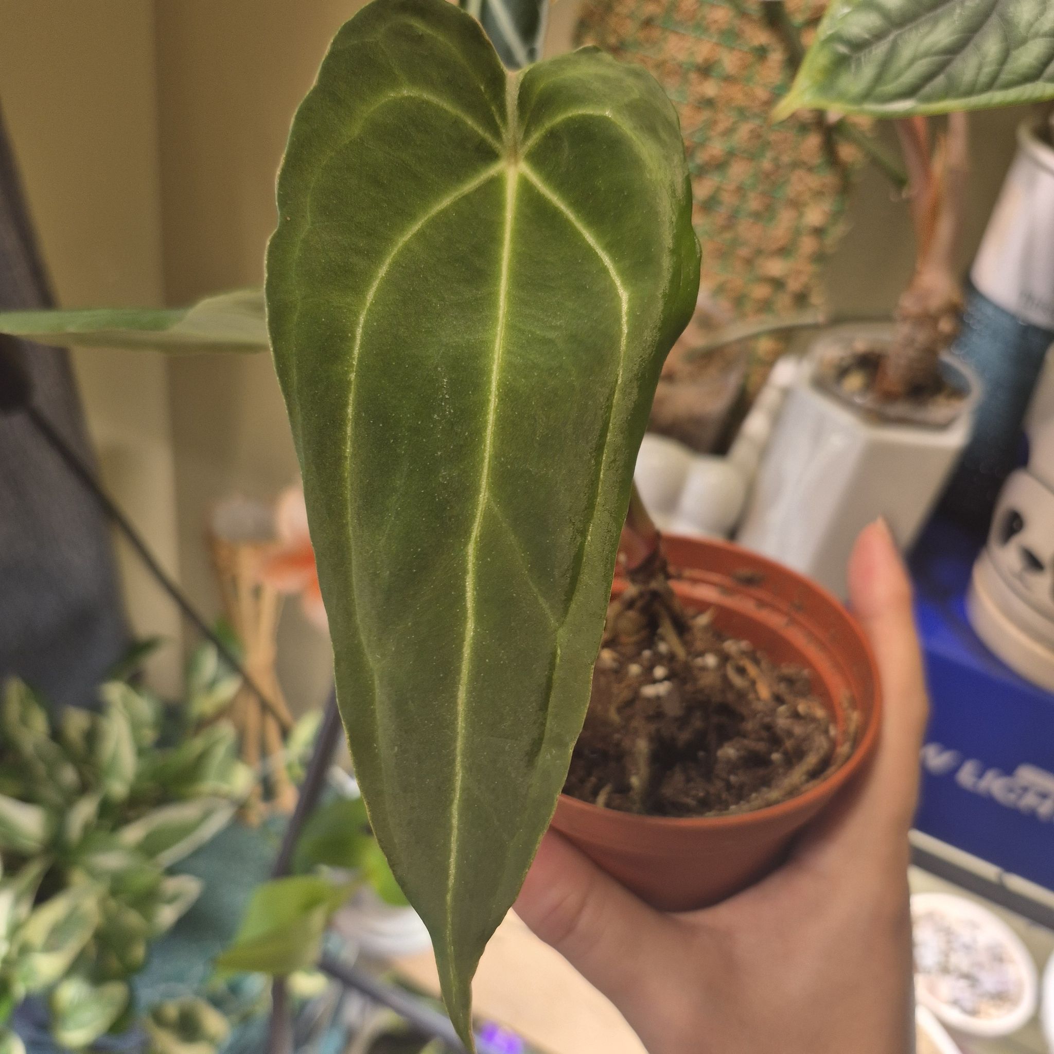 Photo of the plant species Red Anthurium by @RestfulHopsage named Widow (Red Stem x Norte) on Greg, the plant care app