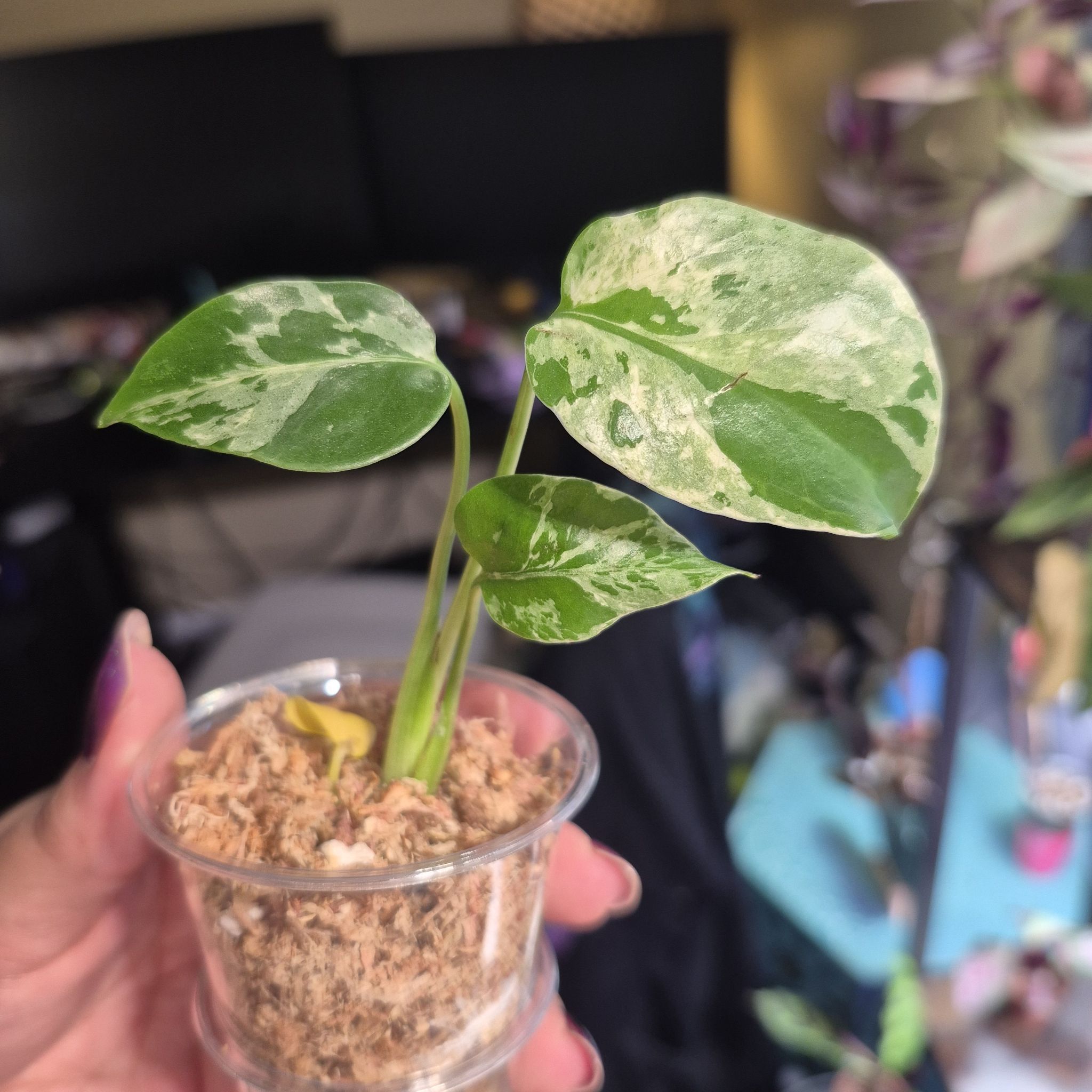 Photo of the plant species Monstera 'Bulbasaur' by @RestfulHopsage named Bulbasaur on Greg, the plant care app