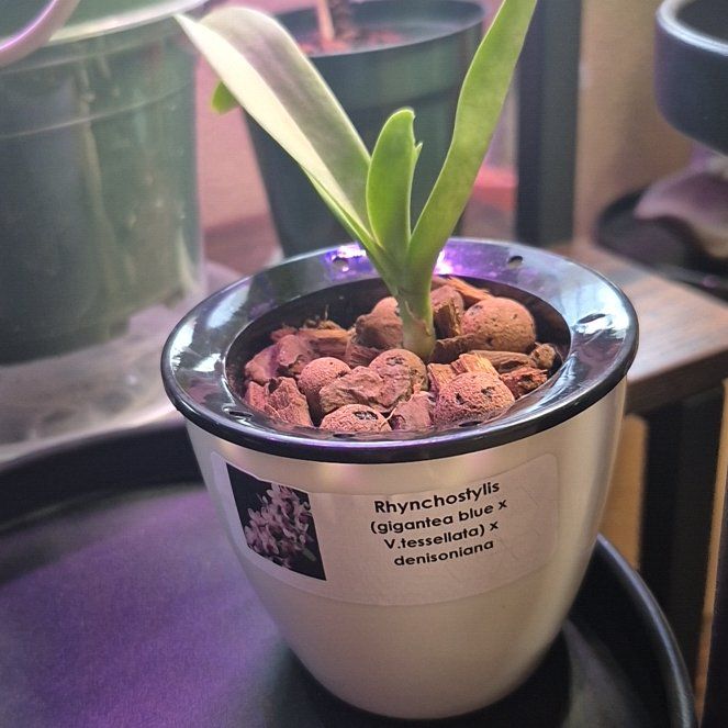 Plant care for foxtail orchid on Greg, the plant care app