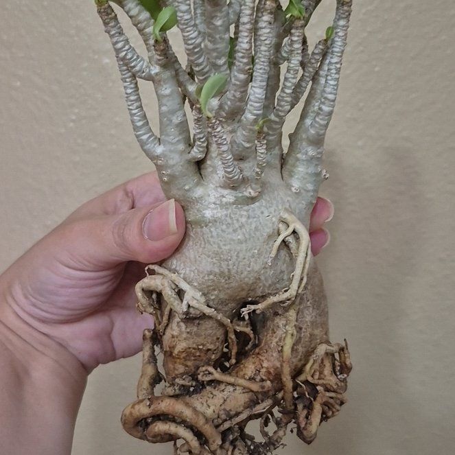 Photo of the plant species Desert Rose / Sabi Star by @RestfulHopsage named Baby Mandrake (Thai Soco) on Greg, the plant care app