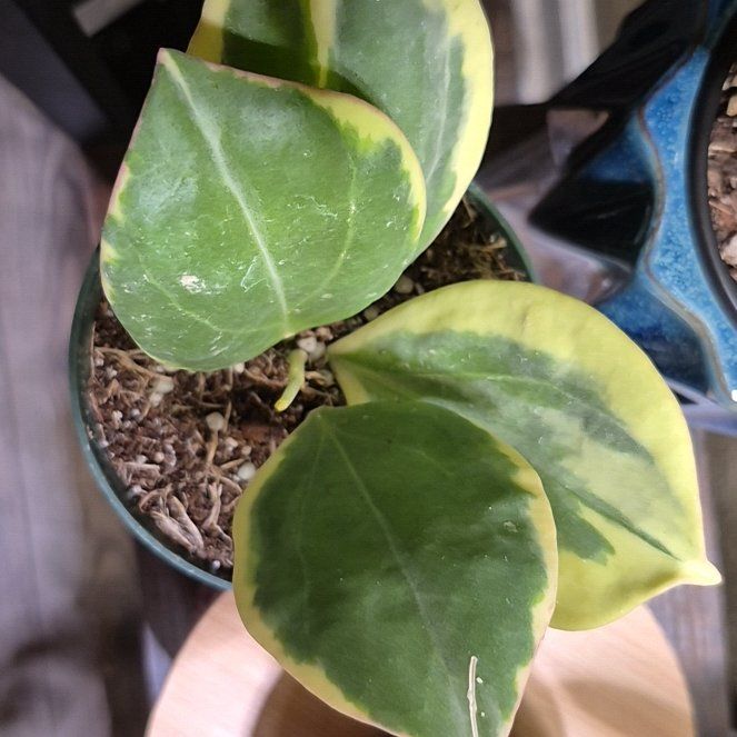 Photo of the plant species Variegated Hoya Pachycleda by @RestfulHopsage named New Moon on Greg, the plant care app