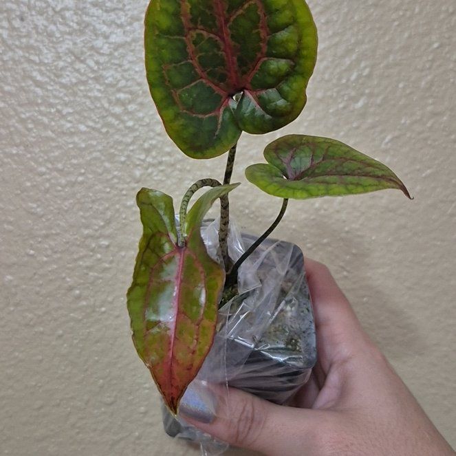 Photo of the plant species Cyrtosperma johnstonii by @RestfulHopsage named Crystal Johnson ❤️‍🔥 on Greg, the plant care app