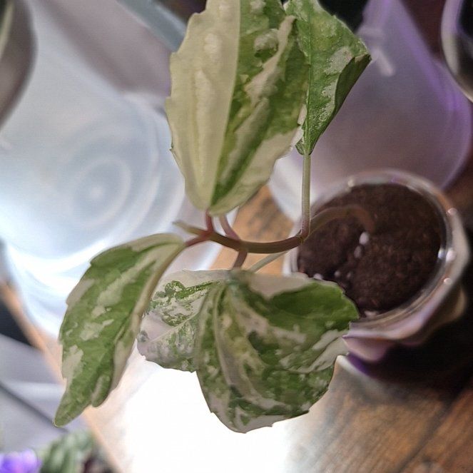 Photo of the plant species Variegated Aluminum Plant by @RestfulHopsage named Illumina on Greg, the plant care app
