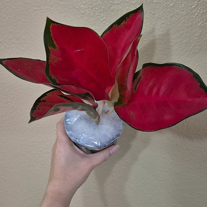 Photo of the plant species Suksom Jaipong Aglaonema by @RestfulHopsage named Kimono on Greg, the plant care app