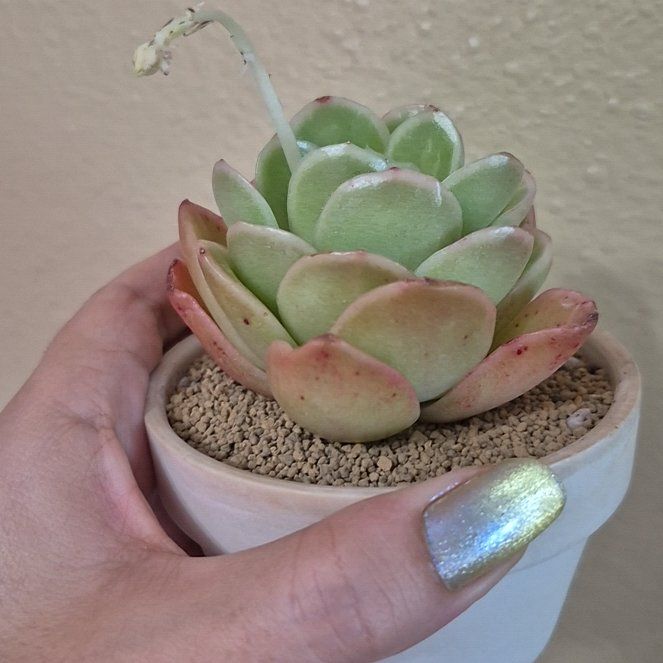 Photo of the plant species Ice rose by @RestfulHopsage named Ice Rose on Greg, the plant care app