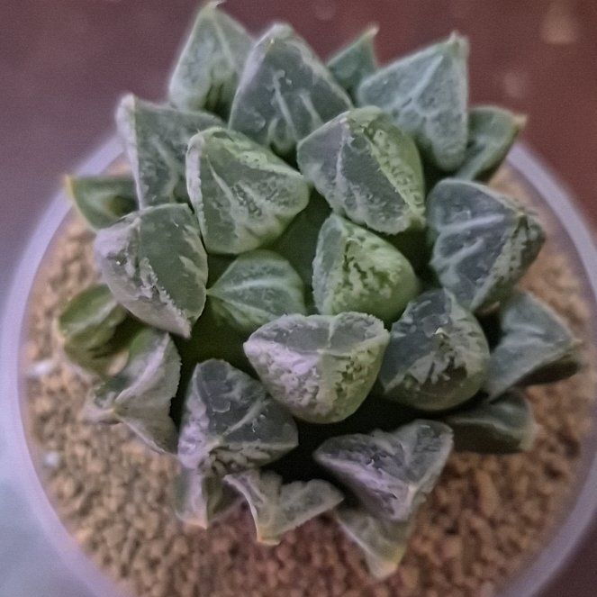 Photo of the plant species Haworthia pygmaea by @RestfulHopsage named Love Hearts on Greg, the plant care app