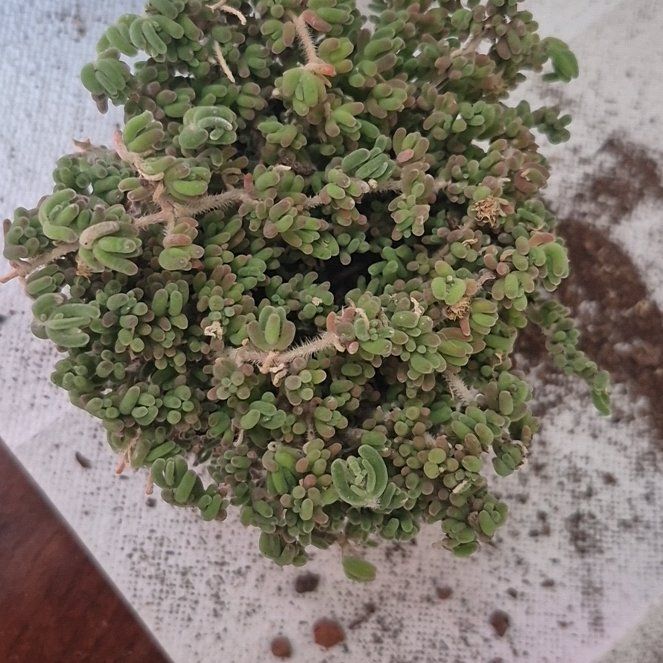 Photo of the plant species Drosanthemum glabrescens by @RestfulHopsage named Gum Drop Tree 🌳 (Globosum) on Greg, the plant care app