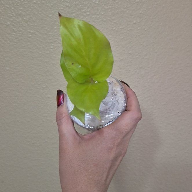 Photo of the plant species Calathea 'Yellow Fusion' by @RestfulHopsage named Yellow Fusion on Greg, the plant care app