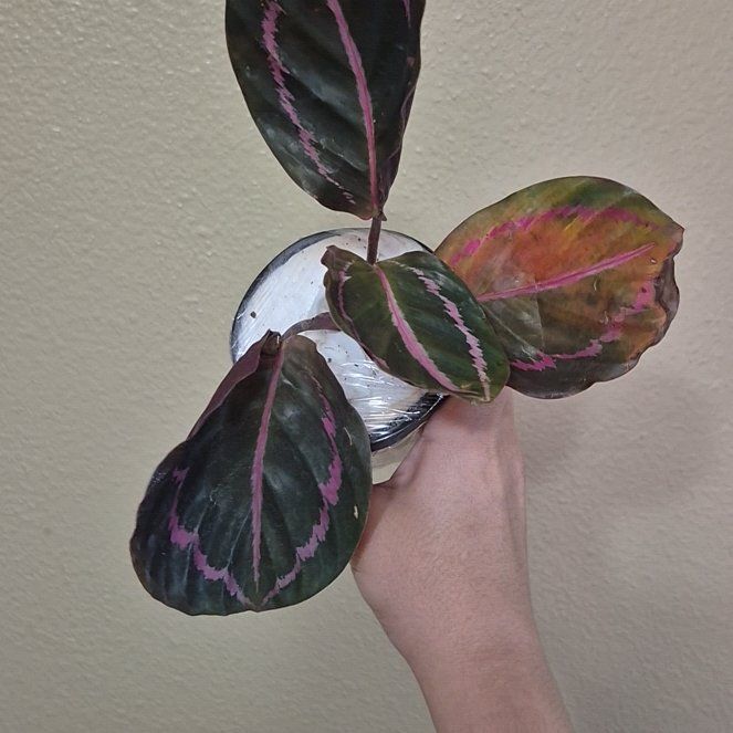 Photo of the plant species Calathea Dottie by @RestfulHopsage named Black Rose on Greg, the plant care app